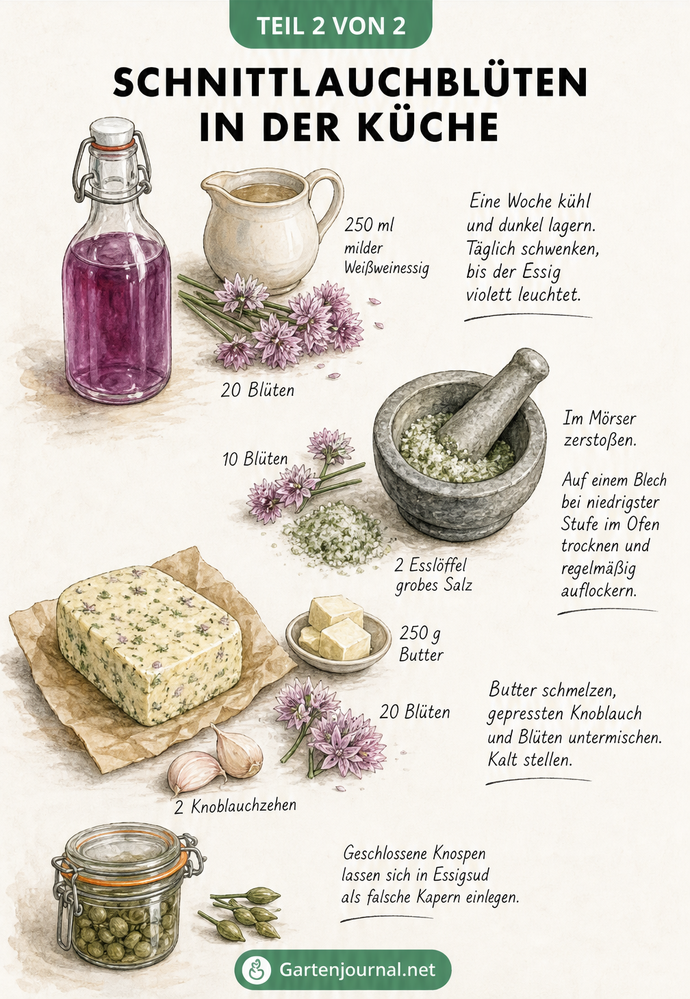 Illustration von Rezepten mit Schnittlauchblüten: Schnittlauchblüten-Essig, Kräutersalz und Kräuterbutter mit Zutaten und Mengenangaben.