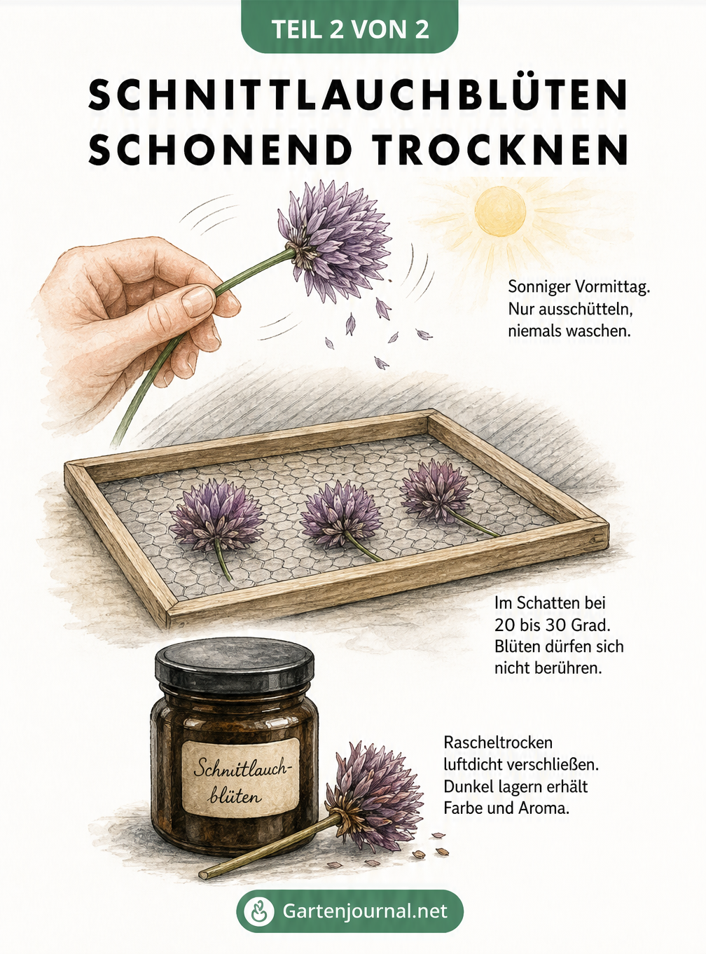 Illustration: Schnittlauchblüten auf einem Holzrahmen im Schatten trocknen und im Apothekerglas lagern