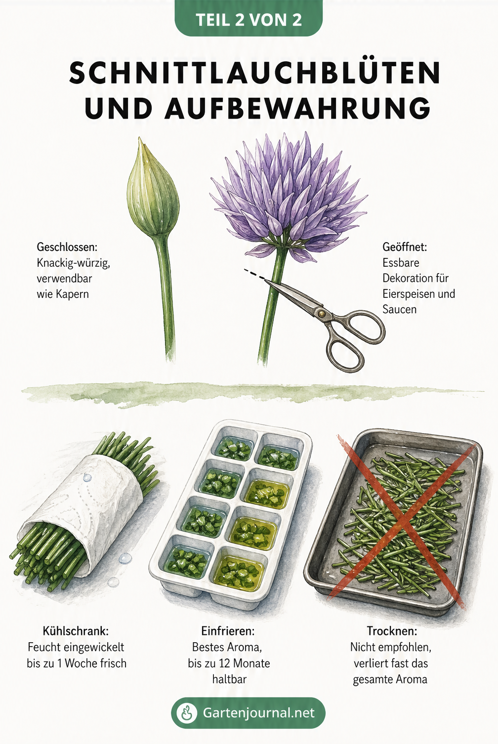 Illustration von Schnittlauchblüten und Methoden zur Aufbewahrung wie Kühlschrank und Einfrieren