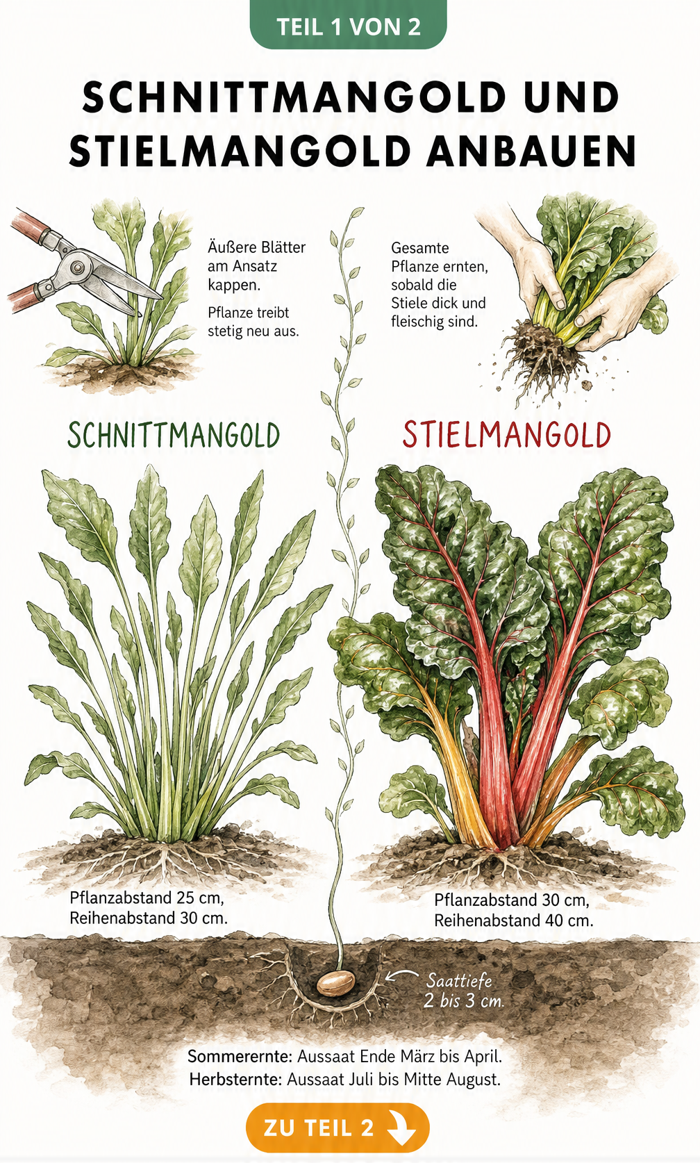 Botanische Gegenüberstellung von Schnittmangold und Stielmangold mit Pflanzabständen und Erntehinweisen