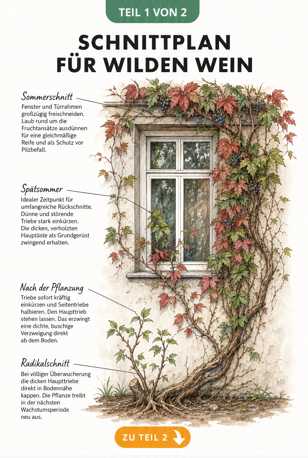 Botanische Illustration eines Schnittplans für Wilden Wein an einer Hauswand mit Fenster
