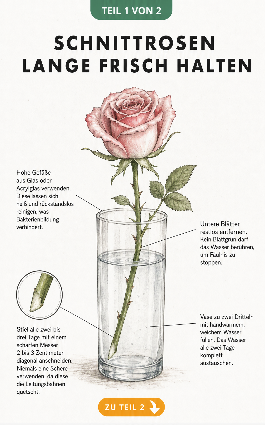 Botanische Illustration einer Rose in einer Glasvase mit Hinweisen zum Anschneiden, Wasserstand und Entfernen der Blätter