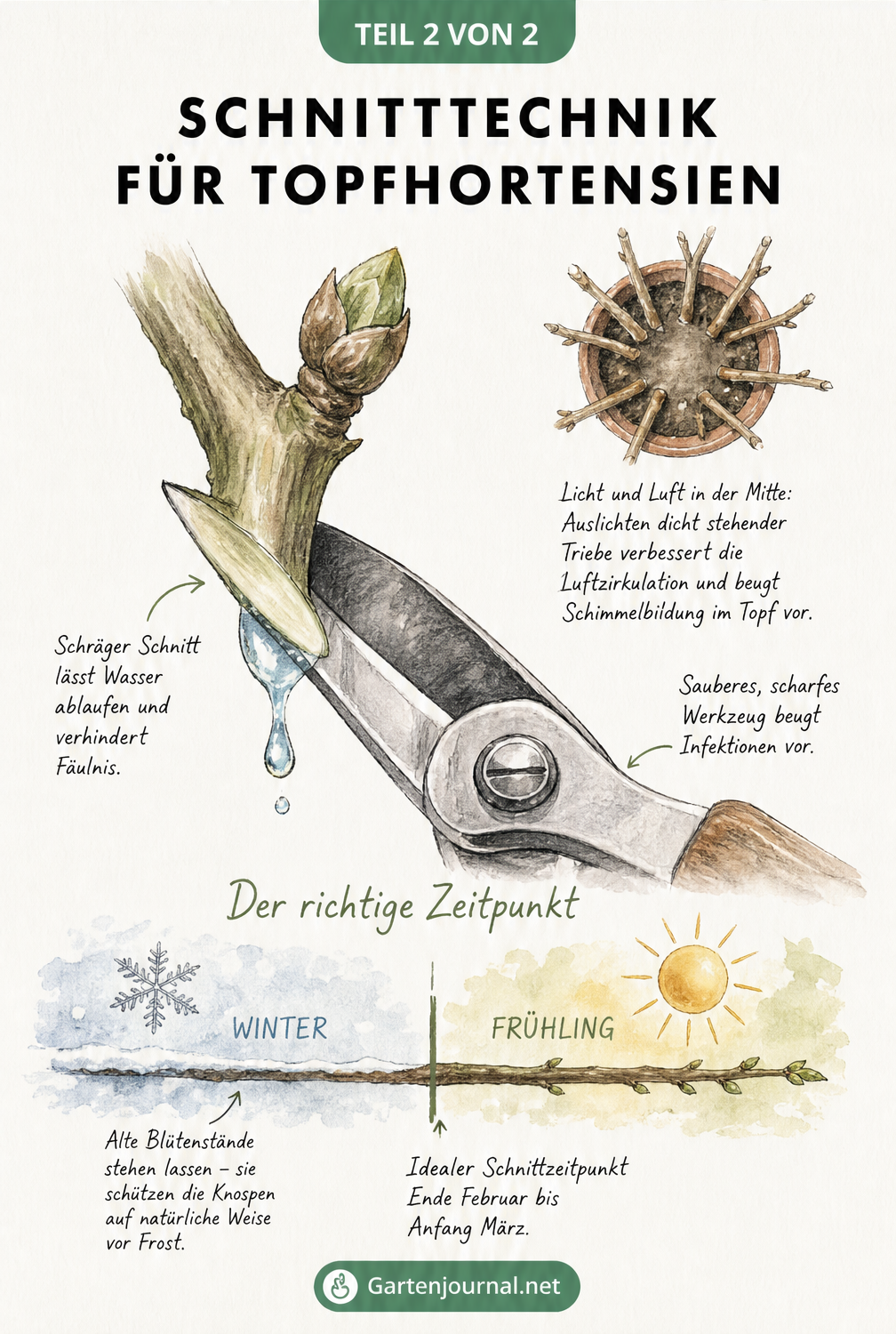Detailzeichnung eines schrägen Schnitts an einem Hortensienstiel mit Gartenschere