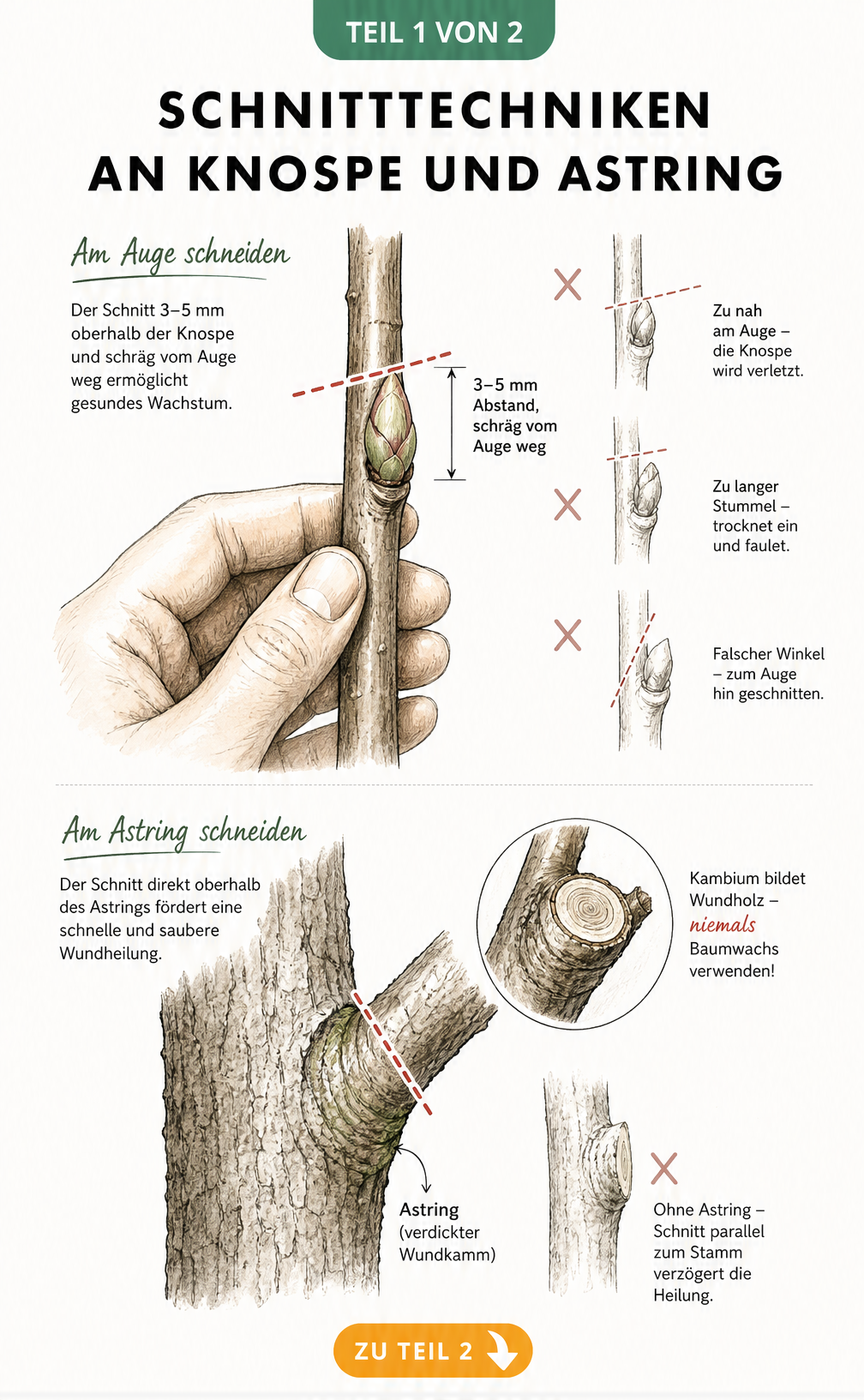 Illustration der korrekten Schnitttechnik an einer Knospe und am Astring eines Gehölzes