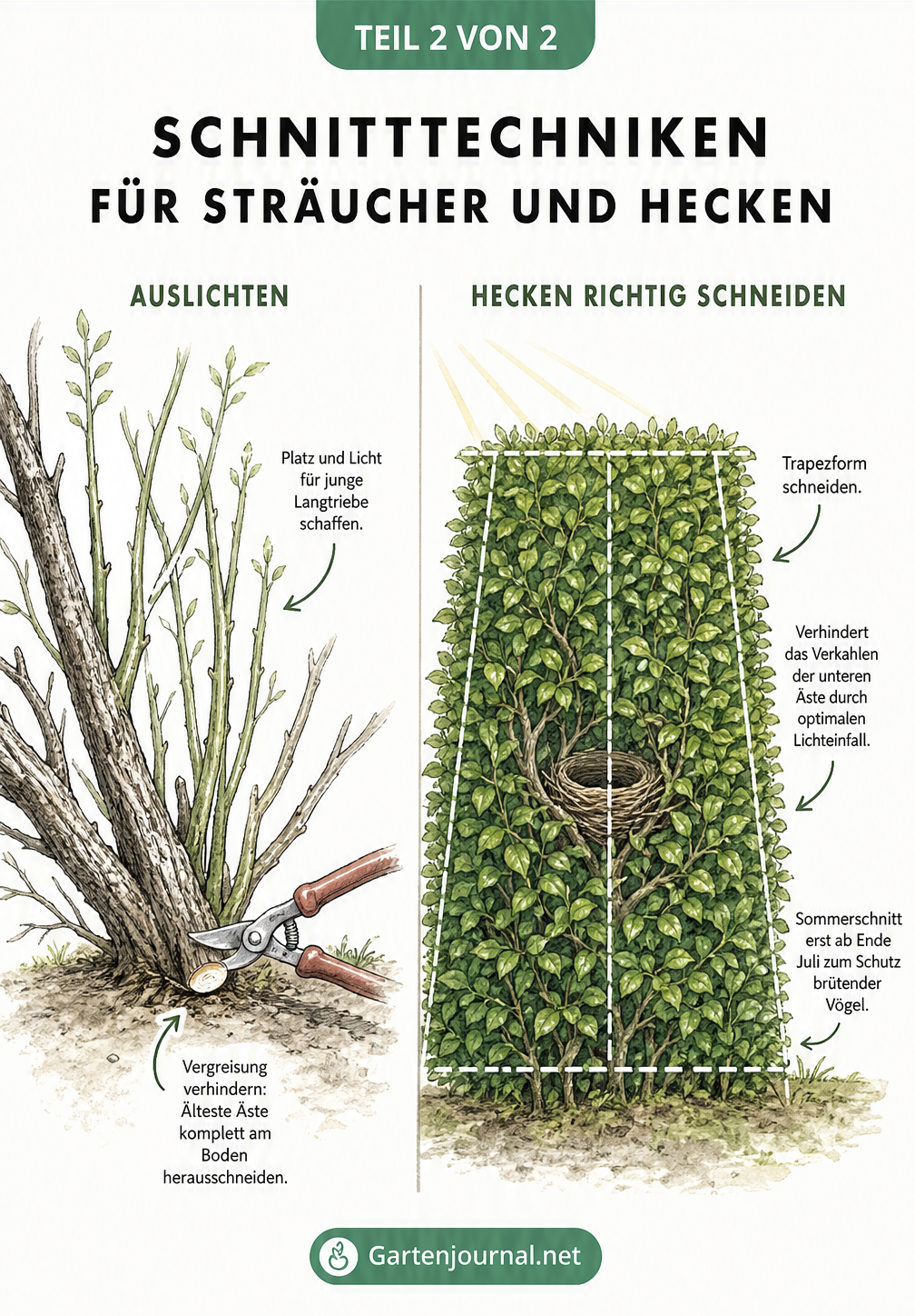 Skizze zur Schnitttechnik bei Sträuchern und Hecken, zeigt das Auslichten alter Äste und den Trapezschnitt bei Hecken