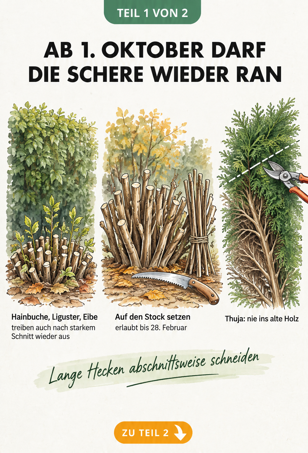 Illustration: Hainbuche, Liguster und Eibe treiben auch nach starkem Schnitt wieder aus, auf den Stock setzen ist bis 28. Februar erlaubt, Thuja nie ins alte Holz schneiden