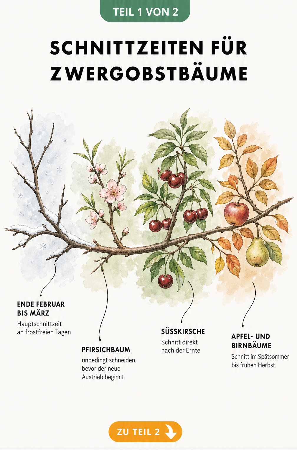 Illustration eines Astes, der die vier Jahreszeiten durchläuft, mit Schnittzeiten für Zwergobstbäume wie Pfirsich, Süßkirsche, Apfel und Birne.