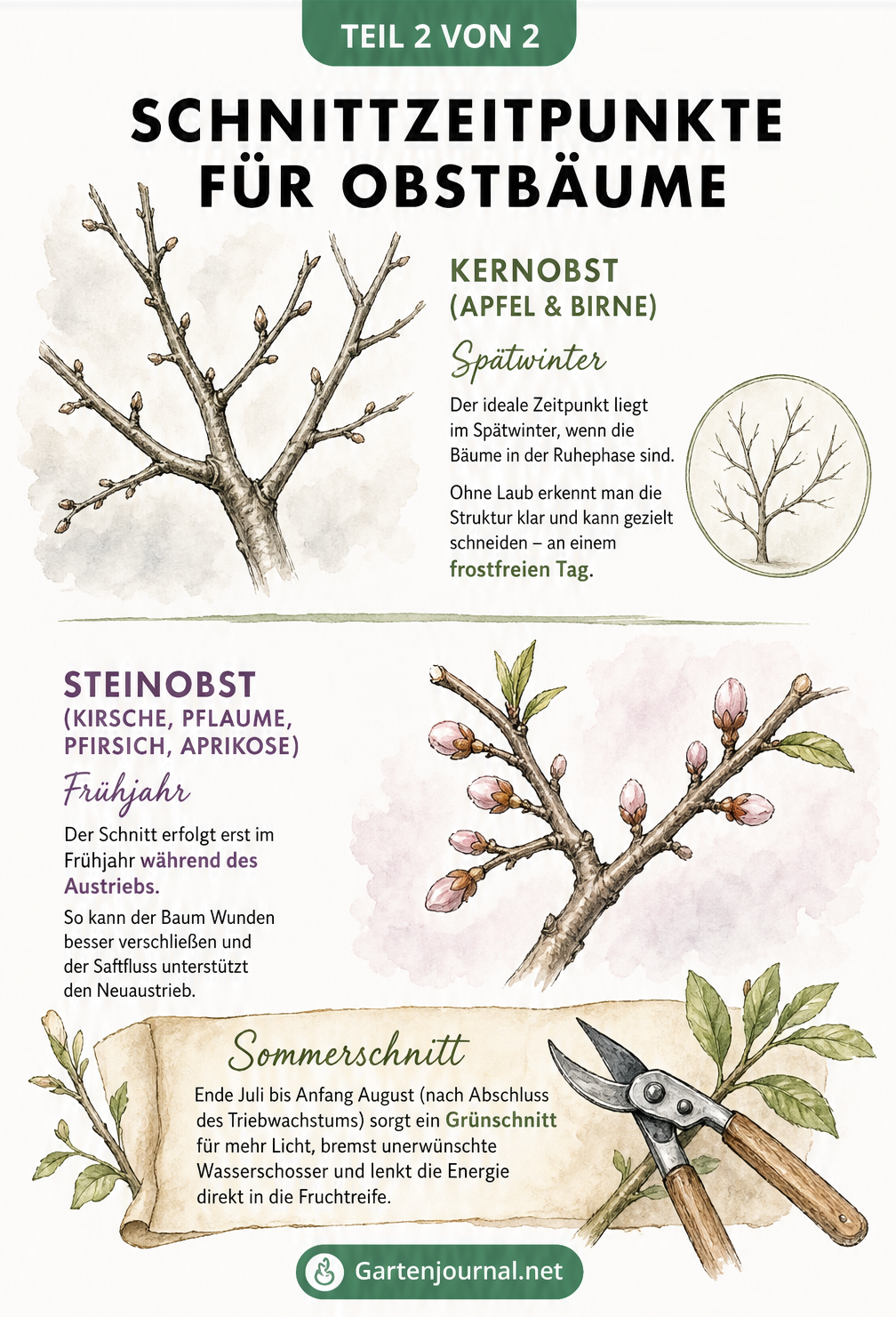 Gegenüberstellung von Kernobst und Steinobst mit den idealen Schnittzeitpunkten im Spätwinter und Frühjahr sowie einem Hinweis auf den Sommerschnitt.