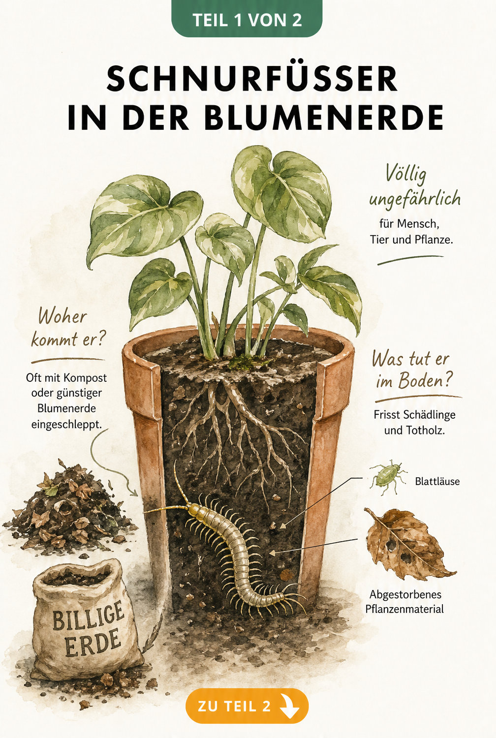 Botanische Schnittdarstellung eines bepflanzten Terrakotta-Topfes mit einem vergrößerten Schnurfüßer in der Blumenerde, der Schädlinge und Totholz frisst.