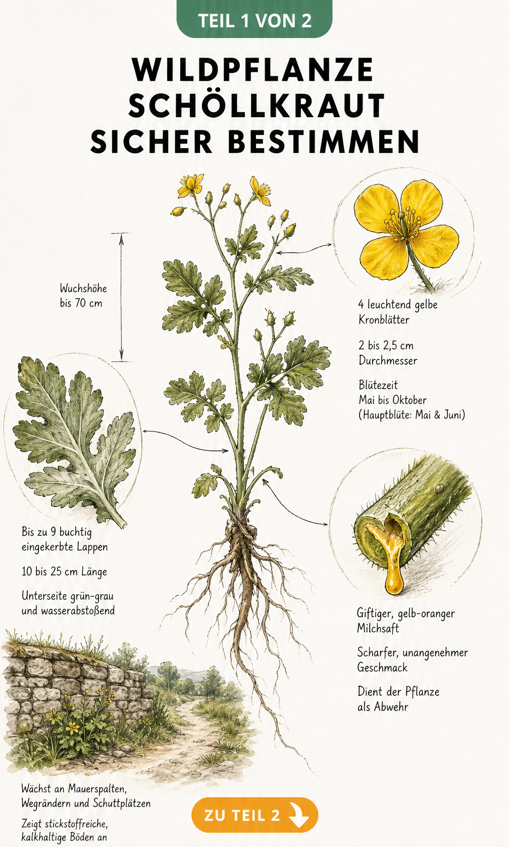 Botanische Illustration des Schöllkrauts mit Details zu Blüte, Blatt und giftigem Milchsaft