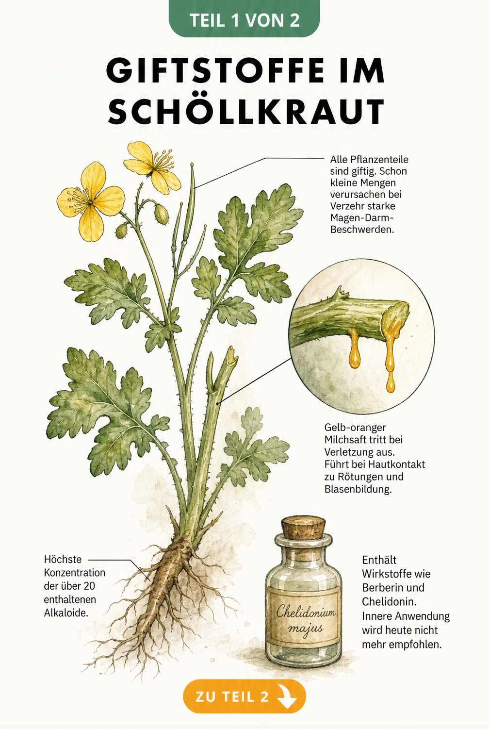 Botanische Illustration von Schöllkraut mit Wurzel, Stängel, Blättern und gelben Blüten sowie Detailansicht des gelb-orangen Milchsafts