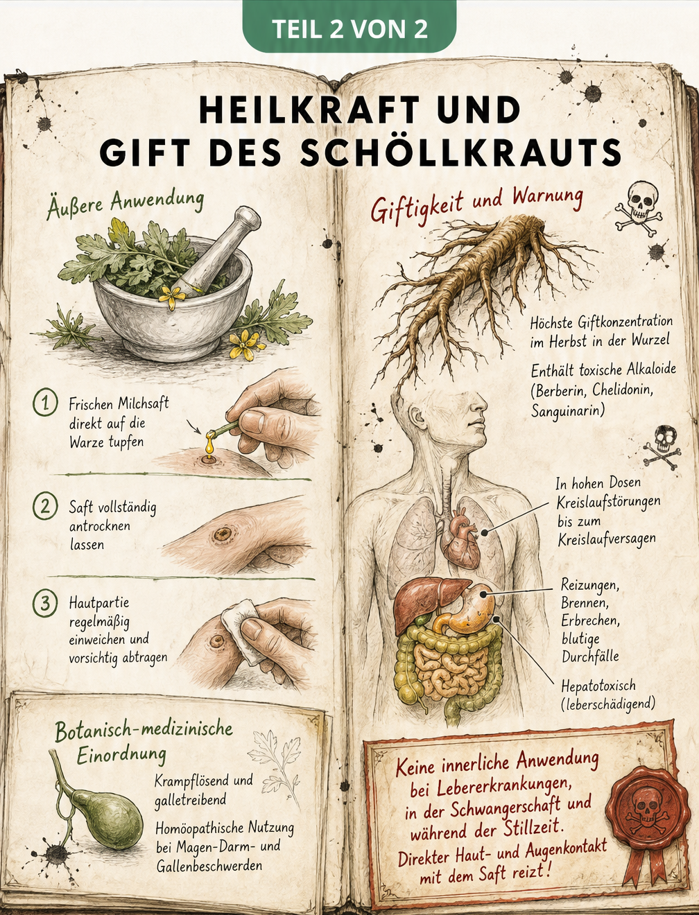 Illustration zur Heilwirkung und Giftigkeit von Schöllkraut im Stil eines alten Apotheker-Notizbuchs
