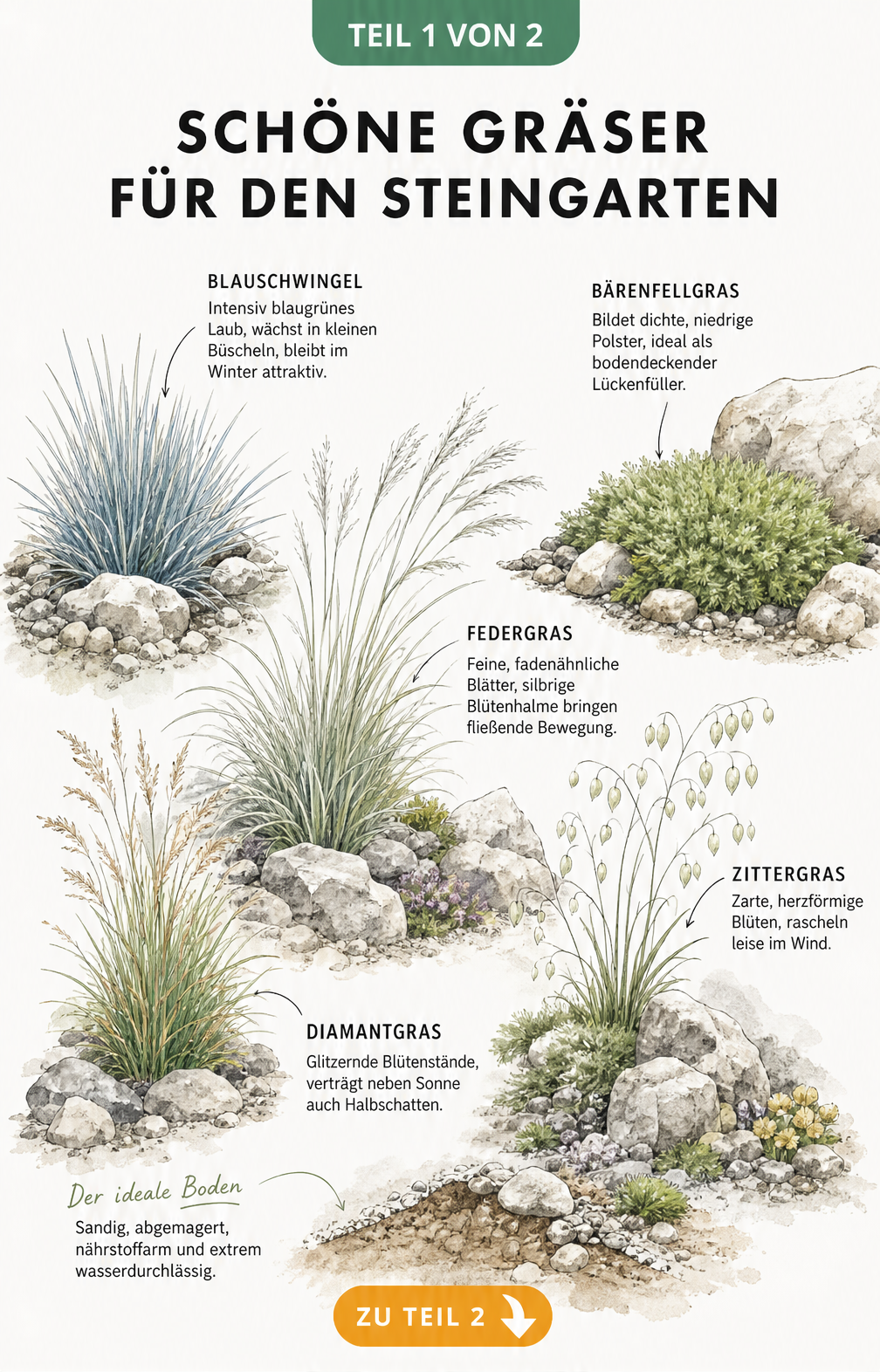Illustration von fünf verschiedenen Gräsern für den Steingarten wie Blauschwingel und Bärenfellgras zwischen Felsen