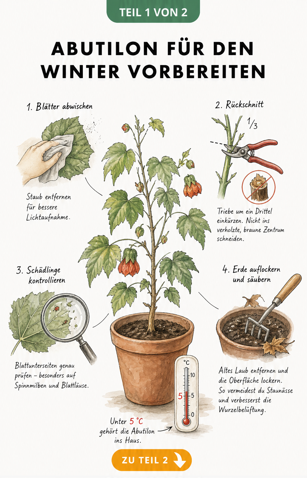 Illustration einer Schönmalve im Topf mit Arbeitsschritten zur Wintervorbereitung wie Blätter reinigen, Rückschnitt, Schädlingskontrolle und Erde auflockern.