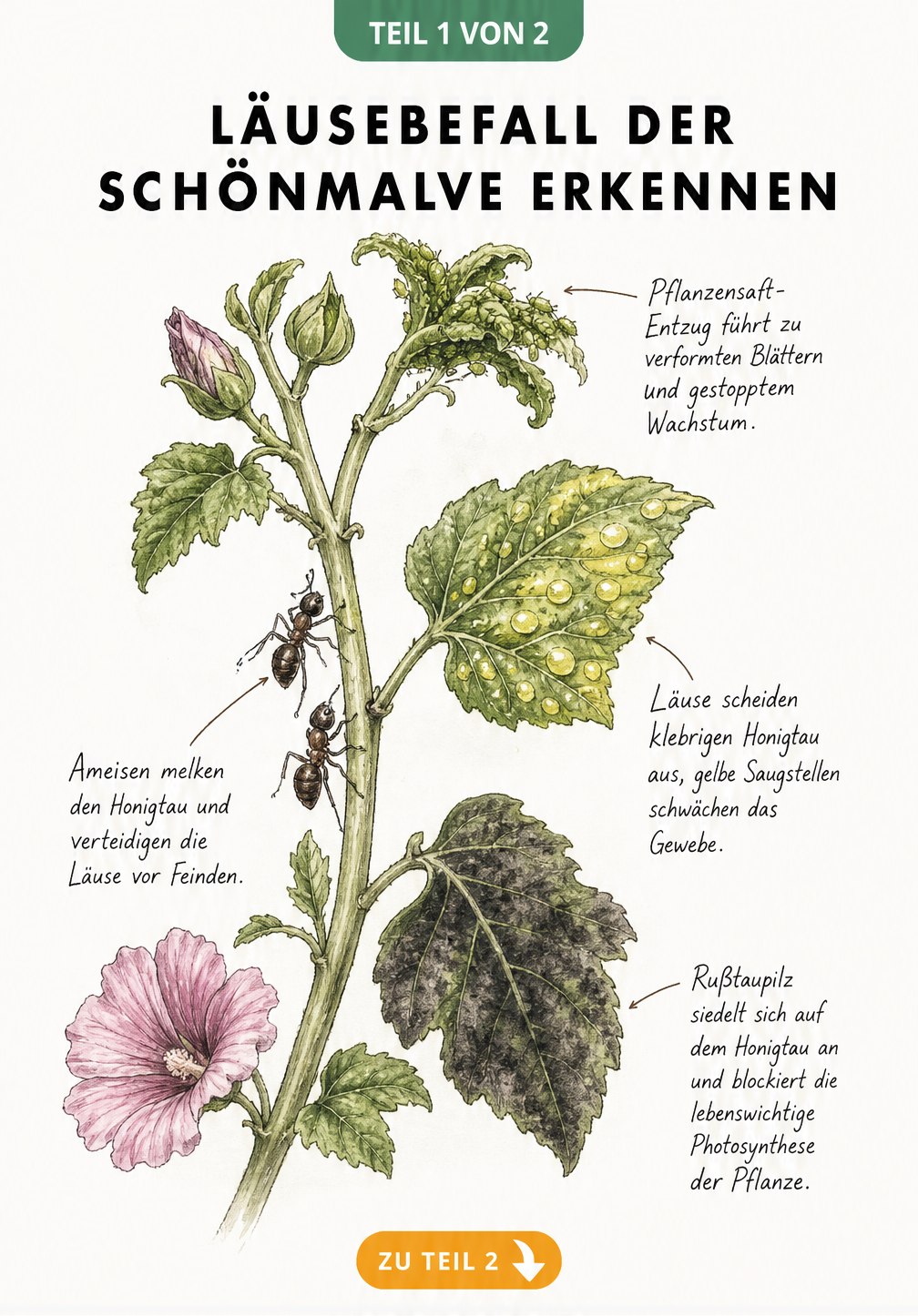 Botanische Illustration eines Schönmalven-Zweigs mit Blattläusen, Honigtau, Ameisen und Rußtaupilz