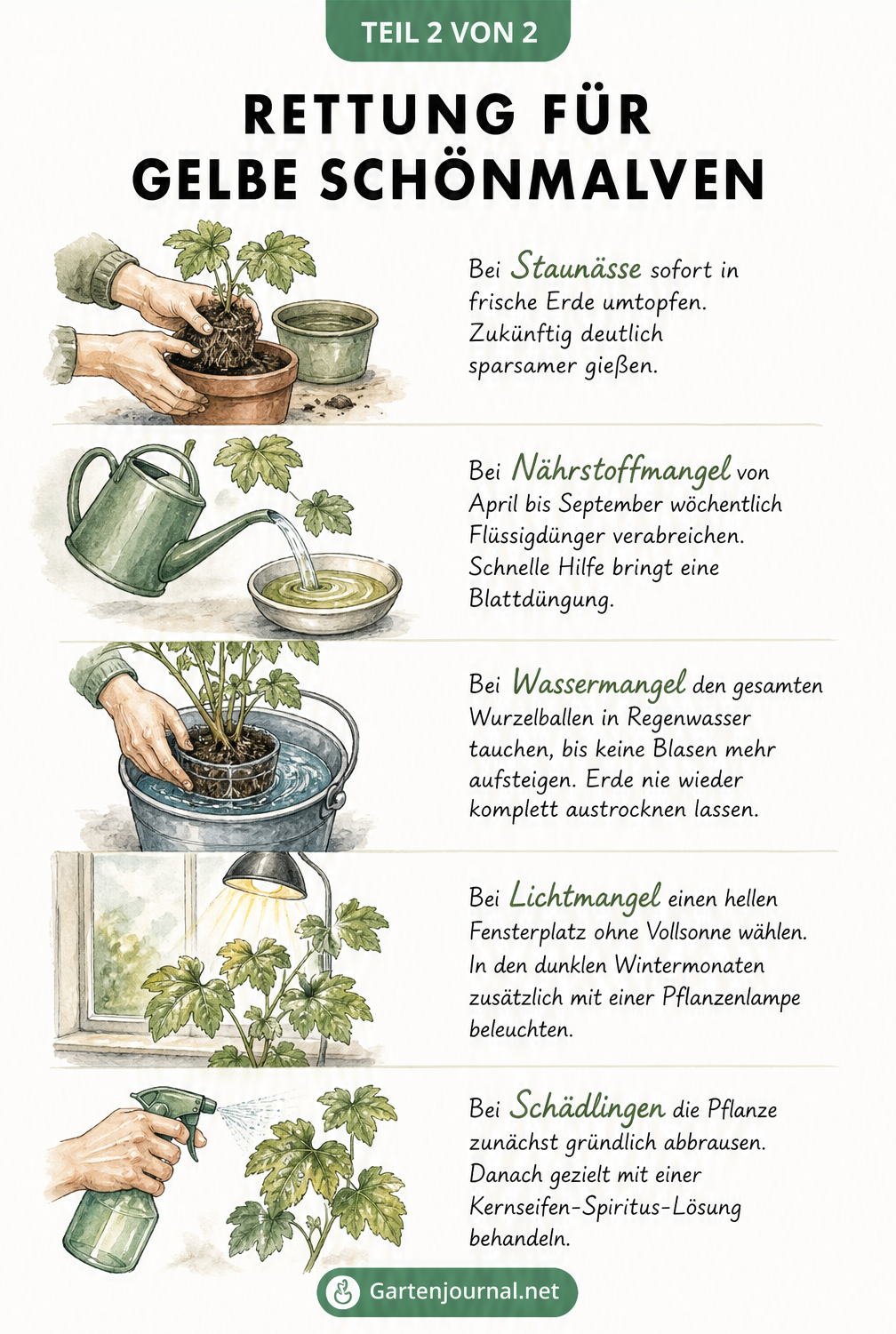 Aquarell-Zeichnungen mit Anleitungen zur Rettung einer Schönmalve: Umtopfen bei Staunässe, Düngen bei Nährstoffmangel, Tauchen bei Wassermangel, Beleuchten bei...