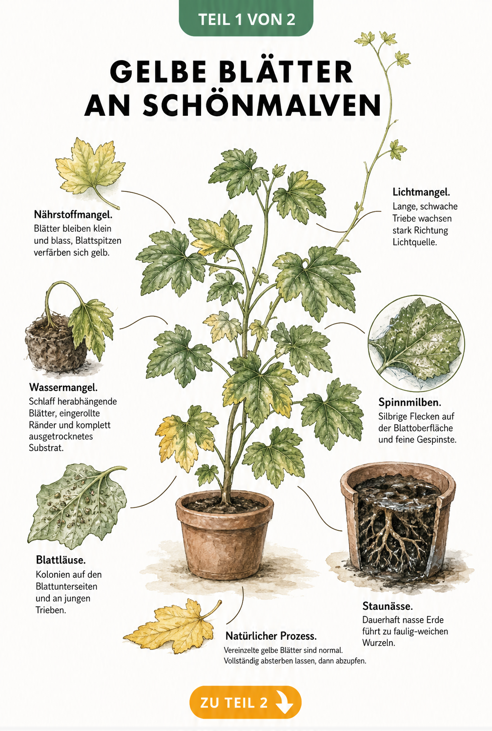 Botanische Illustration einer Schönmalve mit gelben Blättern, die Ursachen wie Staunässe, Lichtmangel, Spinnmilben, Nährstoffmangel, Wassermangel und...