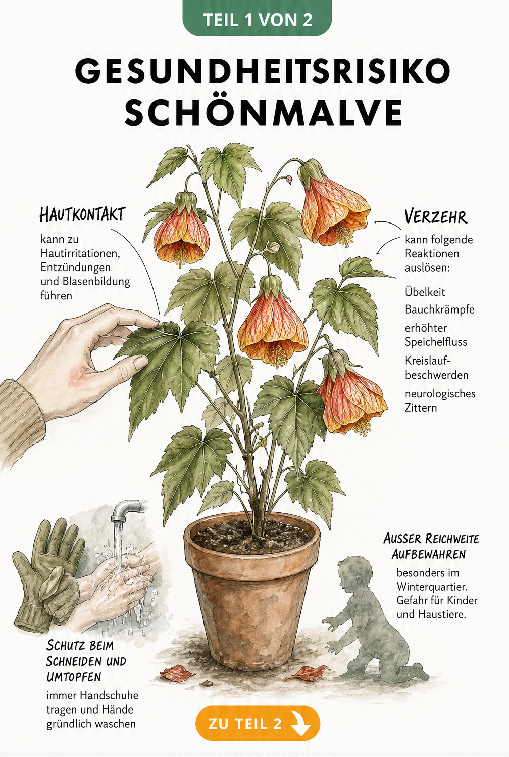 Botanische Illustration einer Schönmalve im Topf mit Hinweisen zu Hautreaktionen und Verzehrfolgen