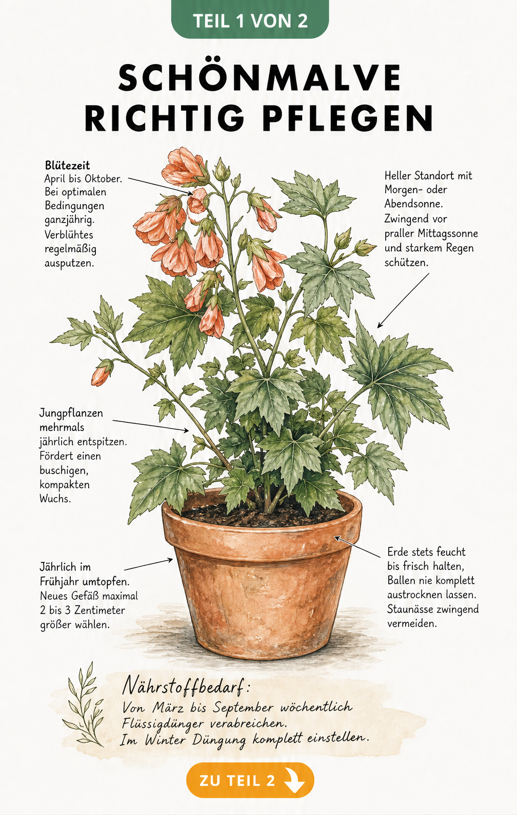 Botanische Illustration einer blühenden Schönmalve im Terrakotta-Kübel mit Pflegehinweisen zu Standort, Gießen, Düngen und Umtopfen.