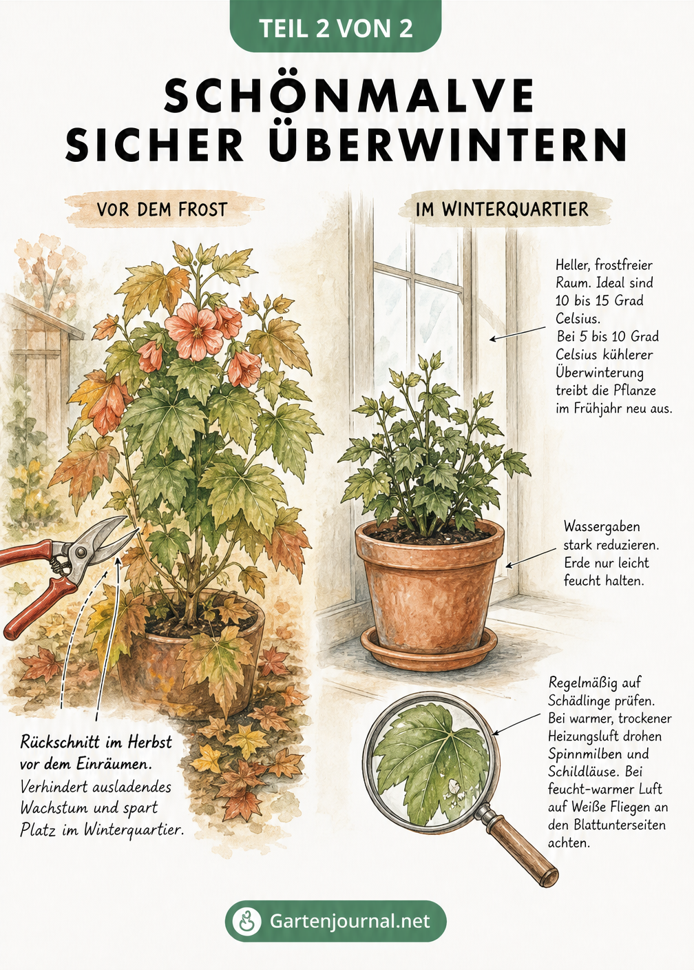 Zweigeteilte Skizze zur Überwinterung der Schönmalve: Rückschnitt im Herbst und heller, kühler Standort im Winterquartier.