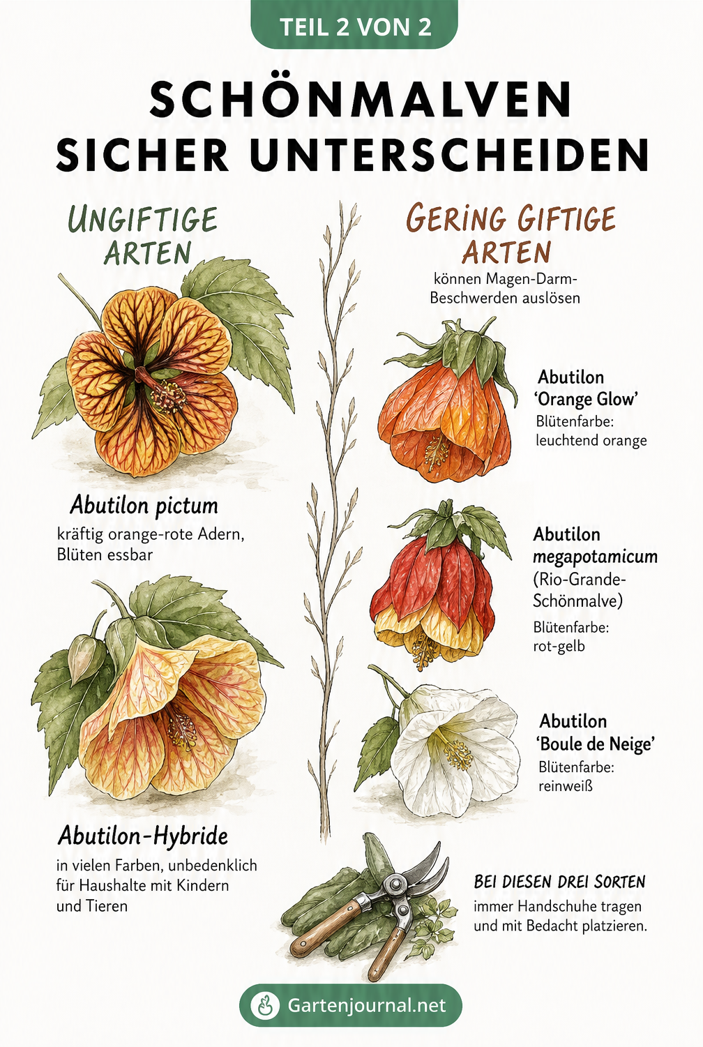 Illustration verschiedener Schönmalven-Blüten zur Unterscheidung von ungiftigen und gering giftigen Arten