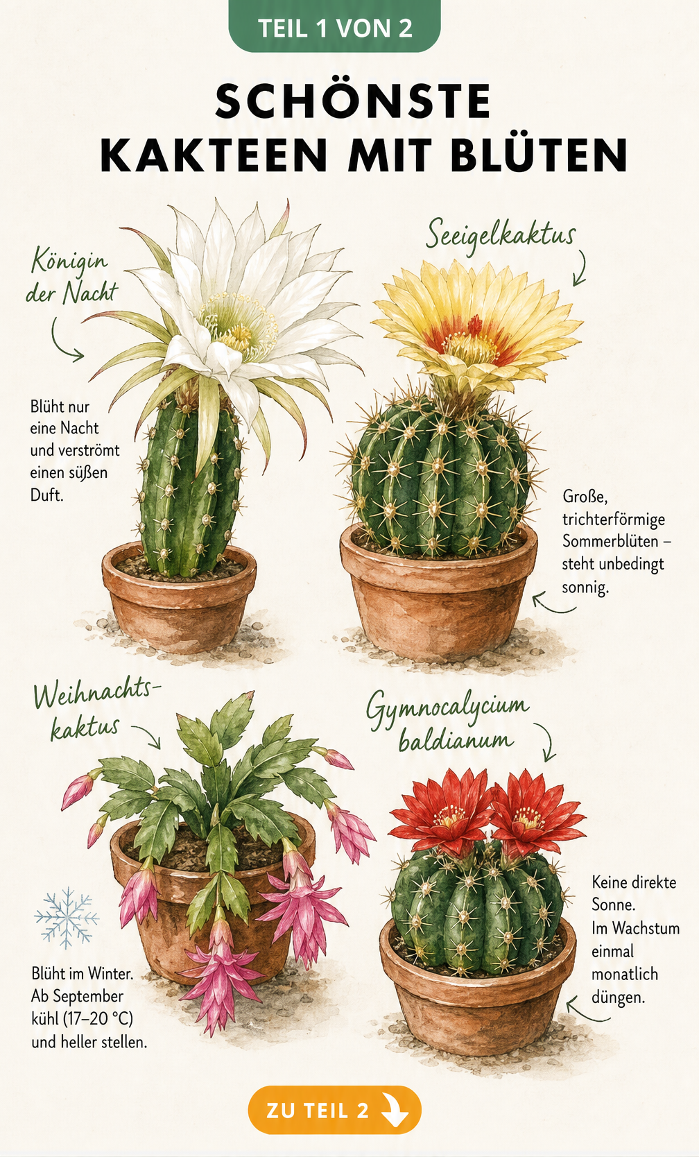 Illustration von vier blühenden Kakteenarten: Königin der Nacht, Seeigelkaktus, Weihnachtskaktus und Gymnocalycium baldianum mit Pflegehinweisen