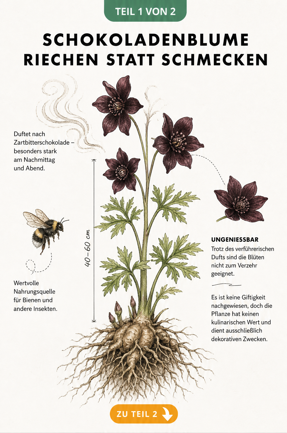 Botanische Illustration der Schokoladenblume mit dunkelroten Blüten, Duftlinien und einer Biene
