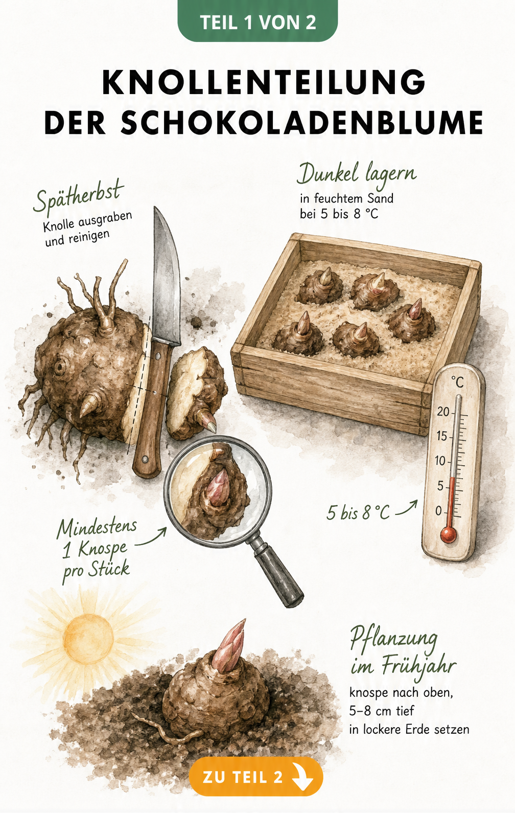 Illustration der Knollenteilung einer Schokoladenblume mit Gartenmesser und Lagerung in feuchtem Sand