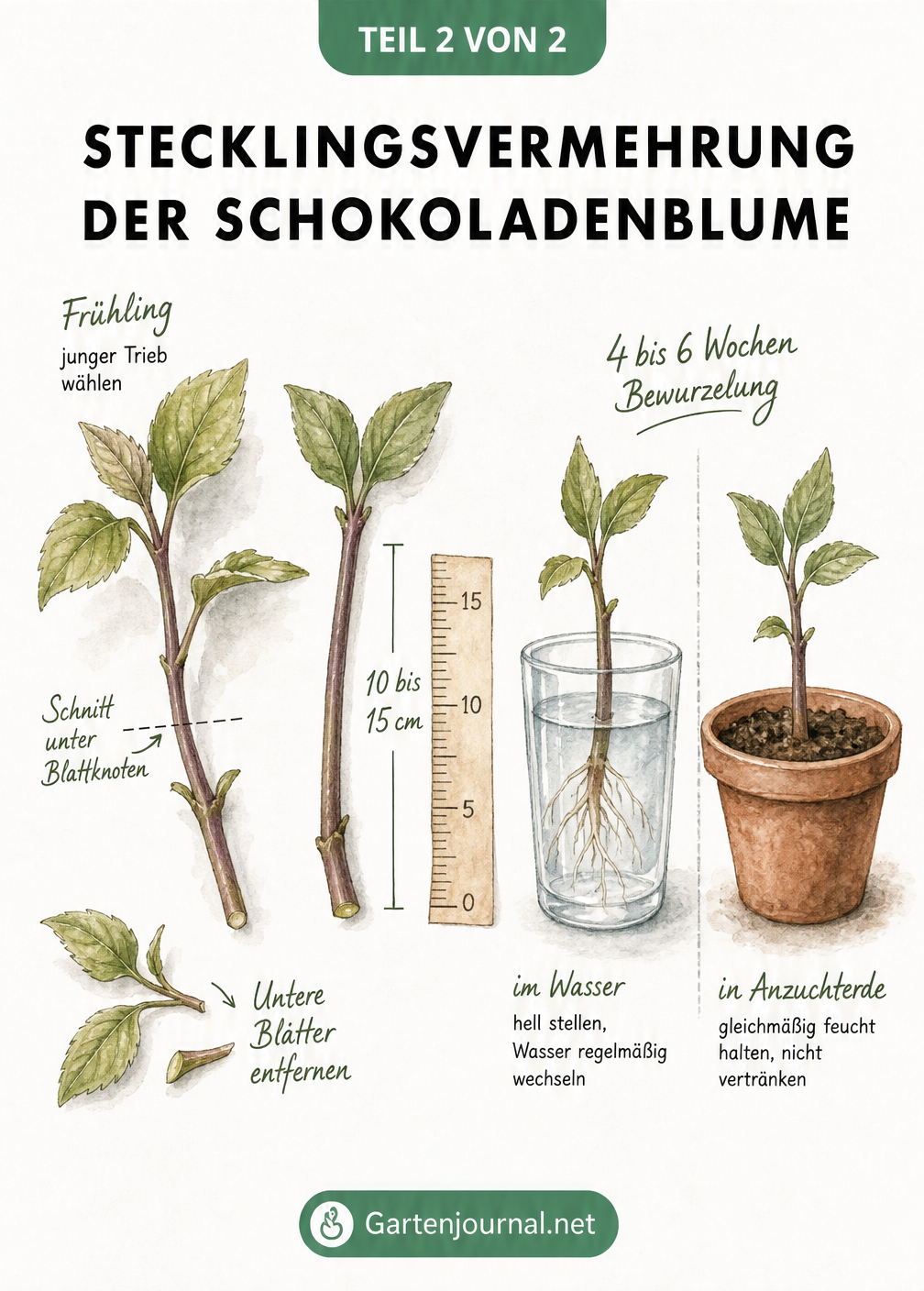 Zeichnung zur Stecklingsvermehrung der Schokoladenblume mit Schnitt unter dem Blattknoten und Bewurzelung