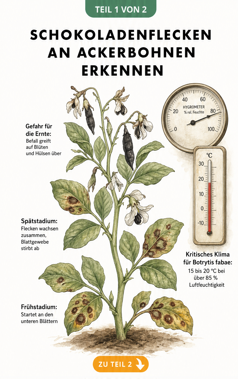 Botanische Illustration einer Ackerbohnenpflanze mit Schokoladenflecken in verschiedenen Stadien und einem Hygrometer