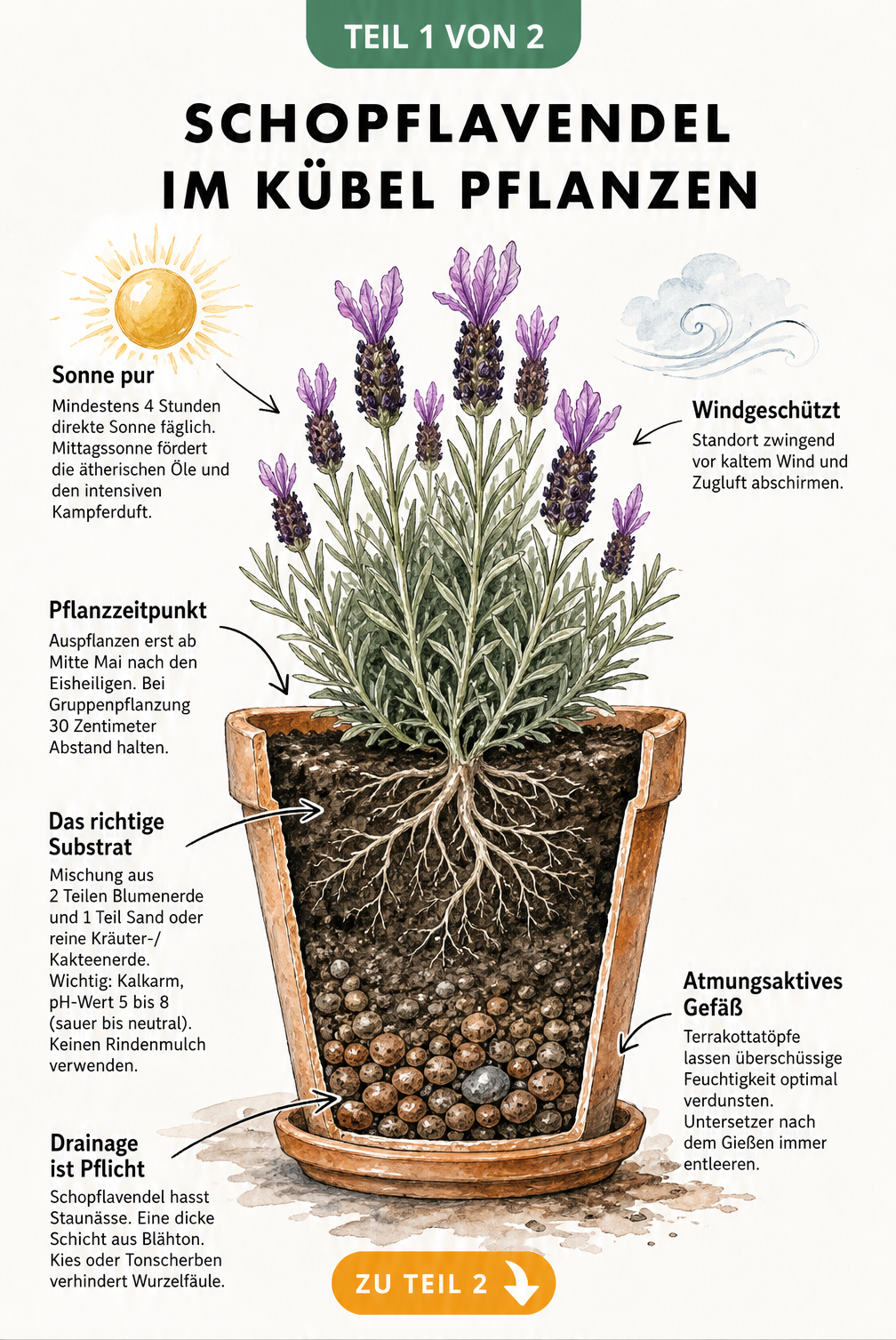 Botanische Illustration eines Schopflavendels im Terrakottatopf mit Querschnitt, der Substrat und Drainage zeigt