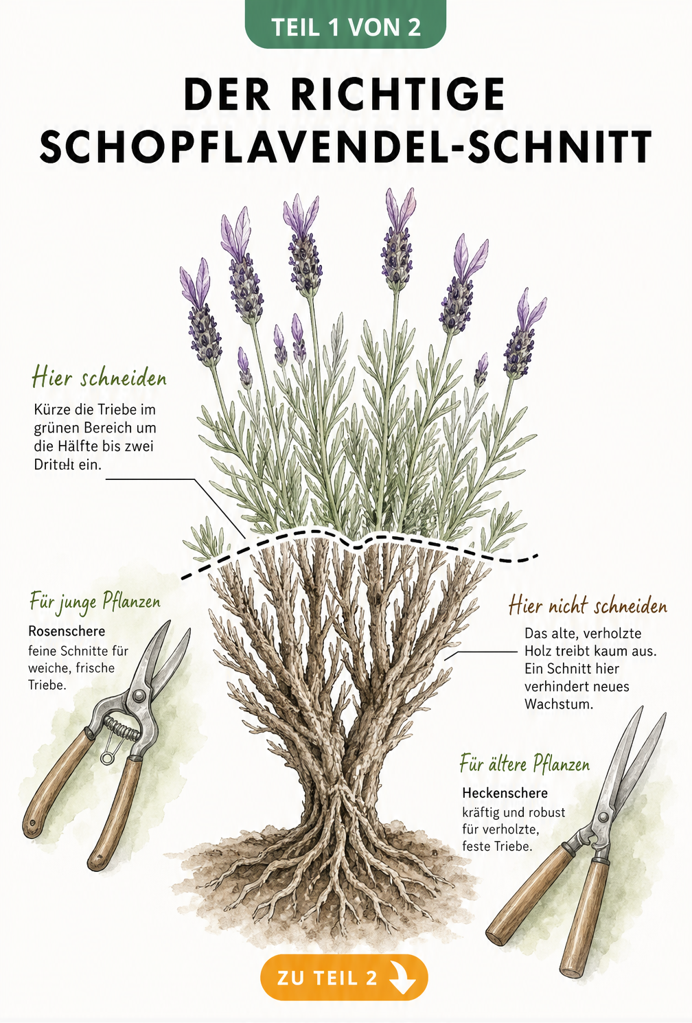 Botanische Illustration eines Schopflavendels mit Schnittlinie im grünen Bereich und Warnung vor Schnitt ins alte Holz