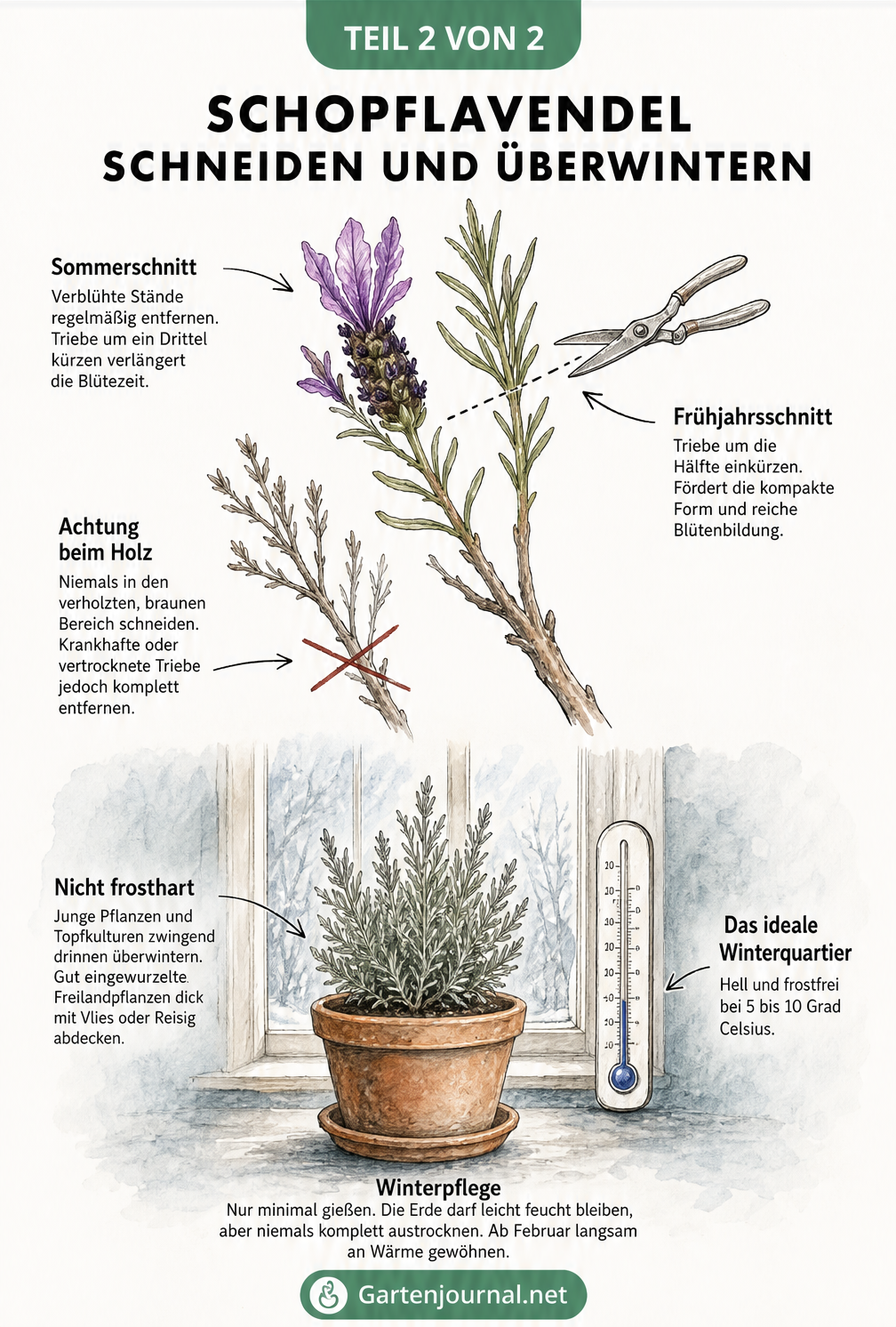 Illustration eines Schopflavendel-Zweigs mit Schnittmarkierungen und einer Pflanze im hellen Winterquartier