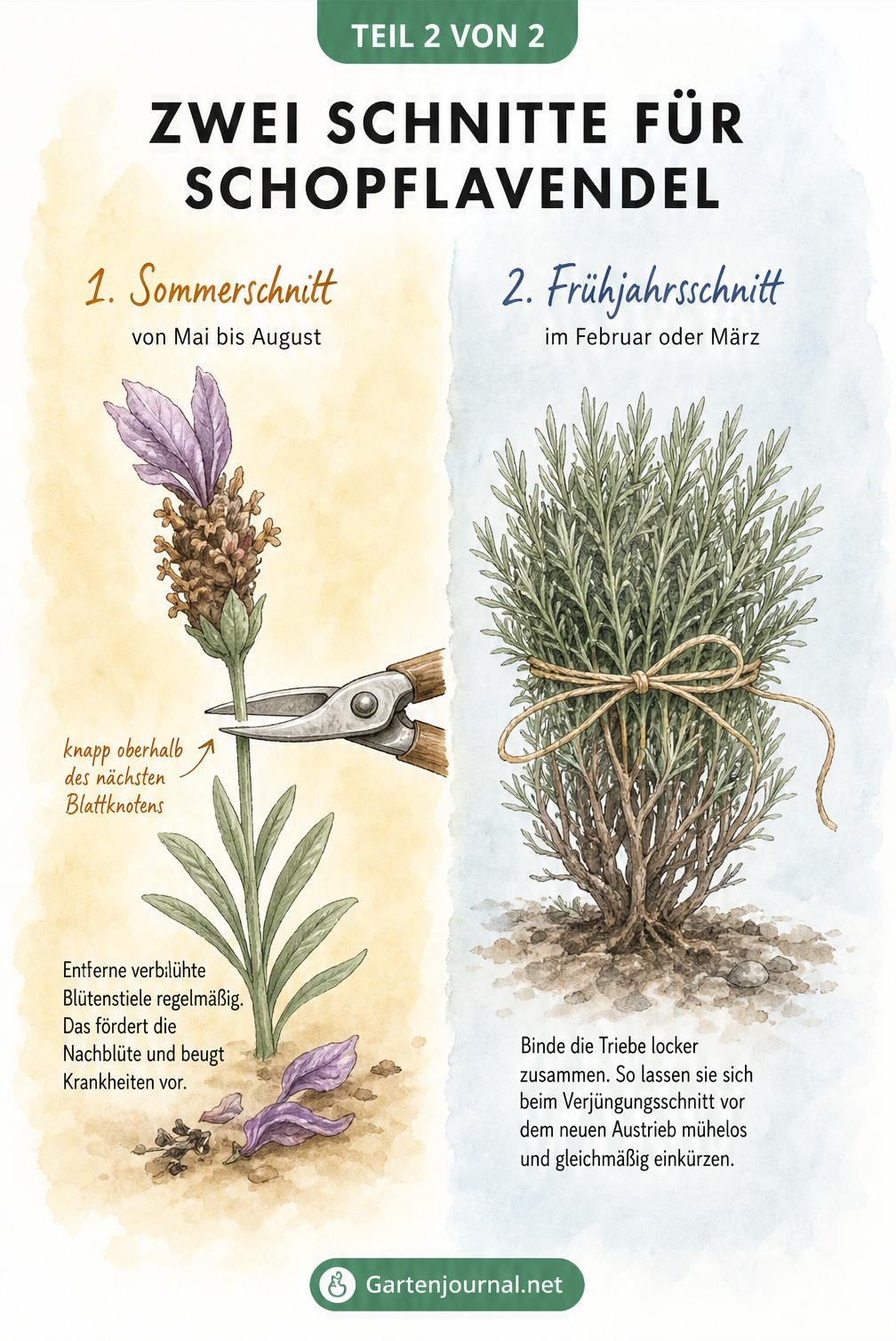 Zweiteilige Illustration: Sommerschnitt zur Nachblüte und Frühjahrsschnitt mit zusammengebundenen Ästen