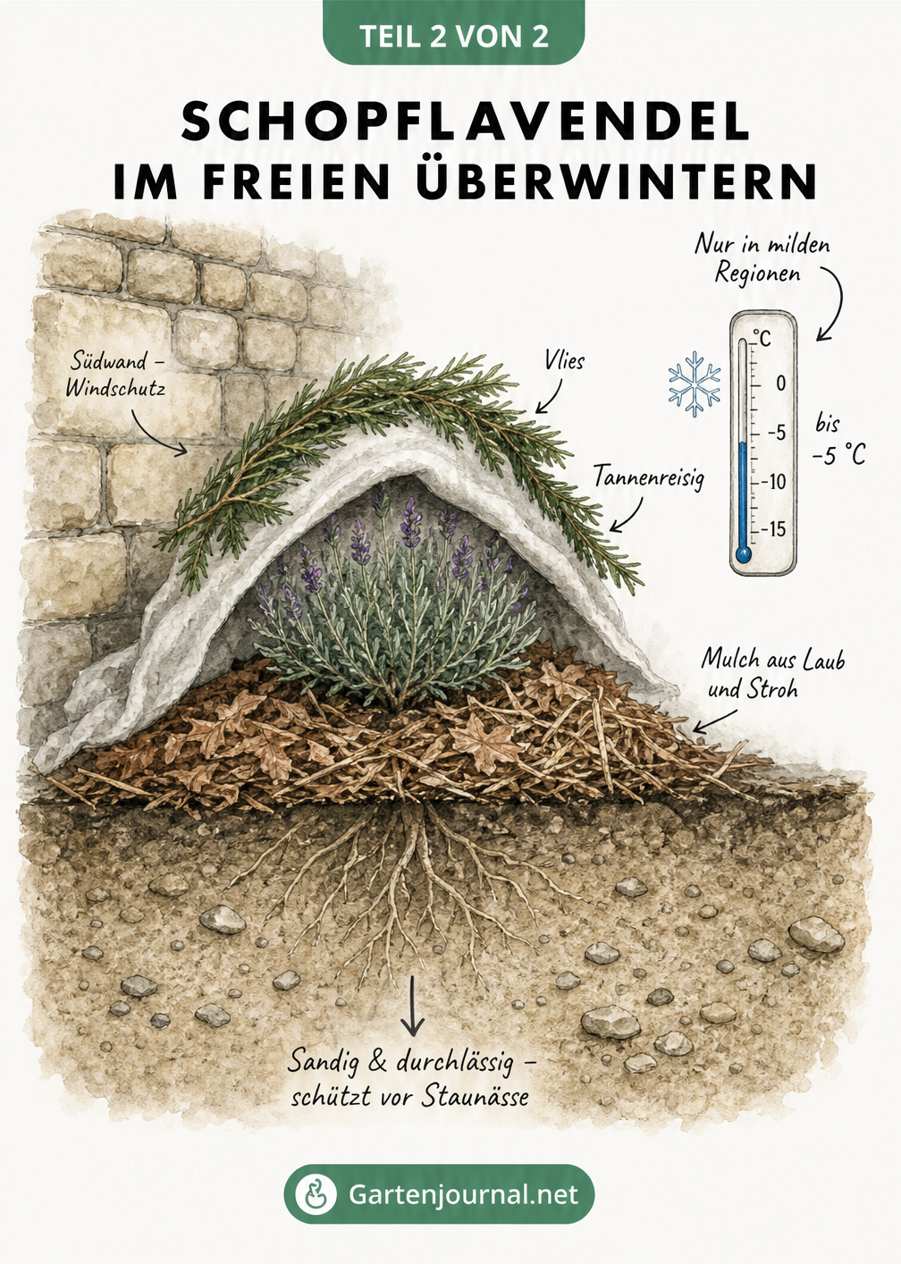 Querschnitt-Skizze eines Schopflavendels im Beet an einer Südwand mit Winterschutz aus Reisig, Vlies und Mulch sowie durchlässigem Boden