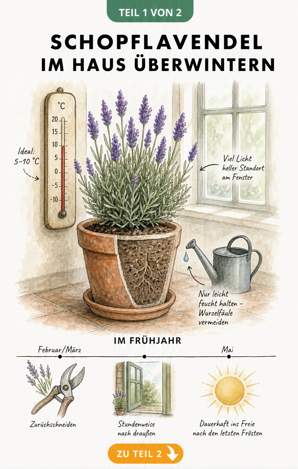 Botanische Illustration eines Schopflavendels im Terrakotta-Topf im Haus mit Thermometer zwischen 5 und 10 Grad und Zeitstrahl für das Frühjahr
