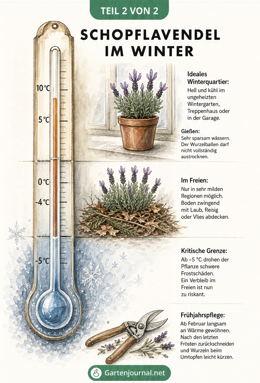 Thermometer-Grafik zeigt die ideale Überwinterungstemperatur und Pflege für frostempfindlichen Schopflavendel
