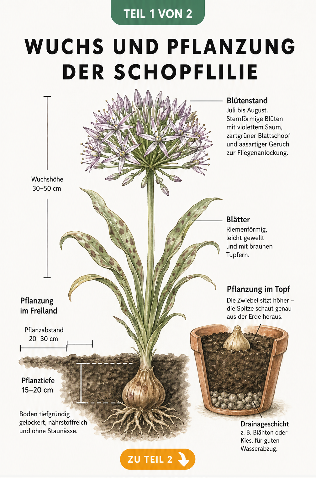 Botanische Illustration der Schopflilie mit Zwiebel, Wurzelwerk und Blütenstand sowie Pflanzabständen im Freiland und im Topf