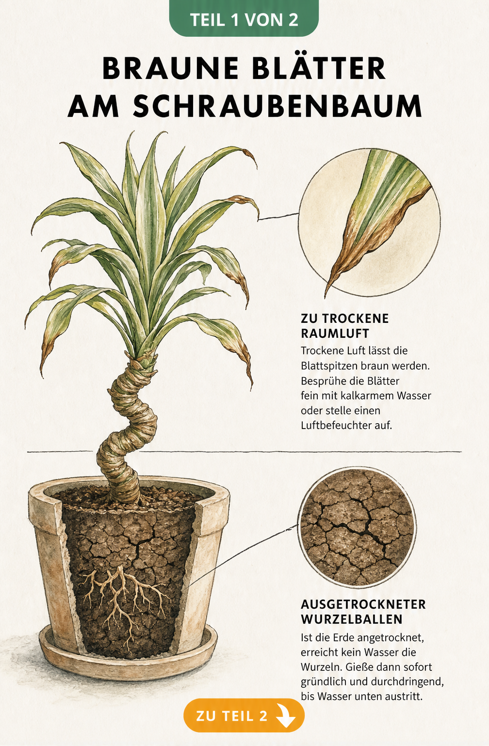Botanische Illustration eines Schraubenbaums mit brauner Blattspitze und trockenem Wurzelballen