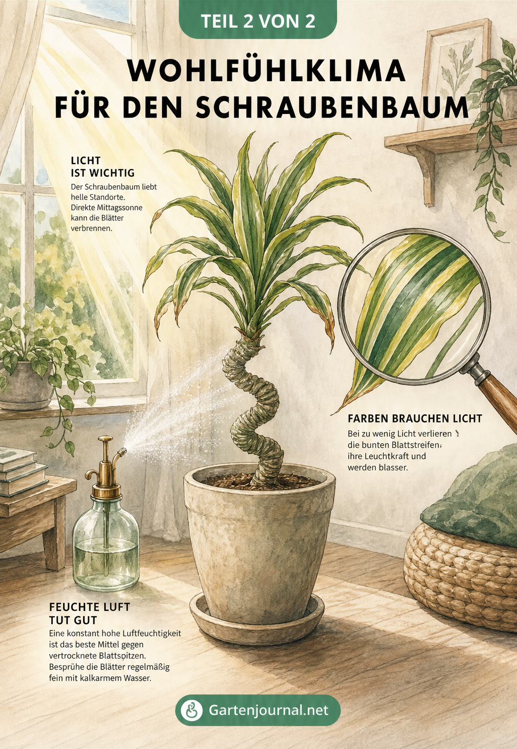 Illustration eines gesunden Schraubenbaums am Fenster mit Fokus auf Lichtbedarf und Luftfeuchtigkeit