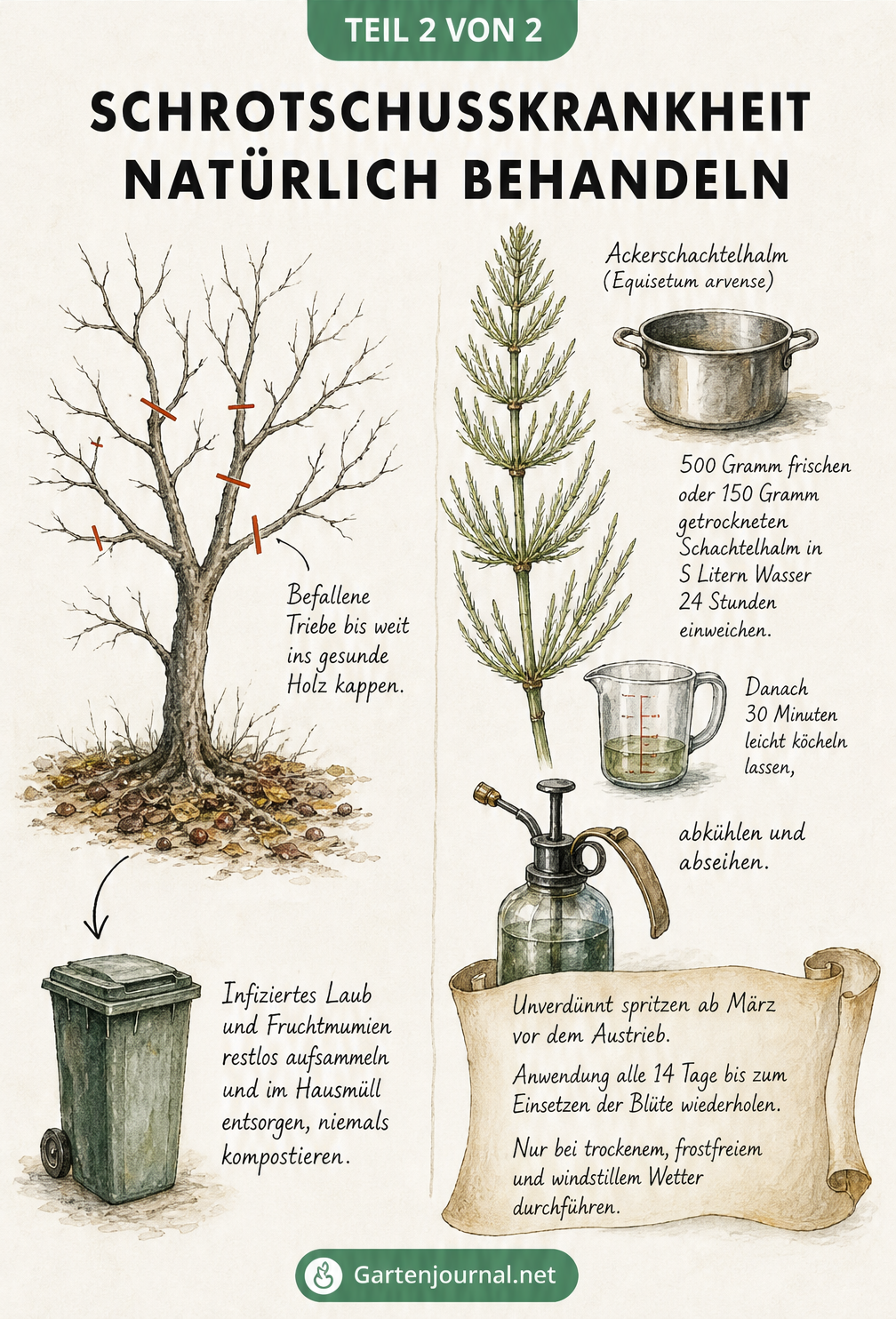 Illustration zur natürlichen Behandlung der Schrotschusskrankheit mit Rückschnitt eines Obstbaums und Zubereitung von Ackerschachtelhalm-Sud