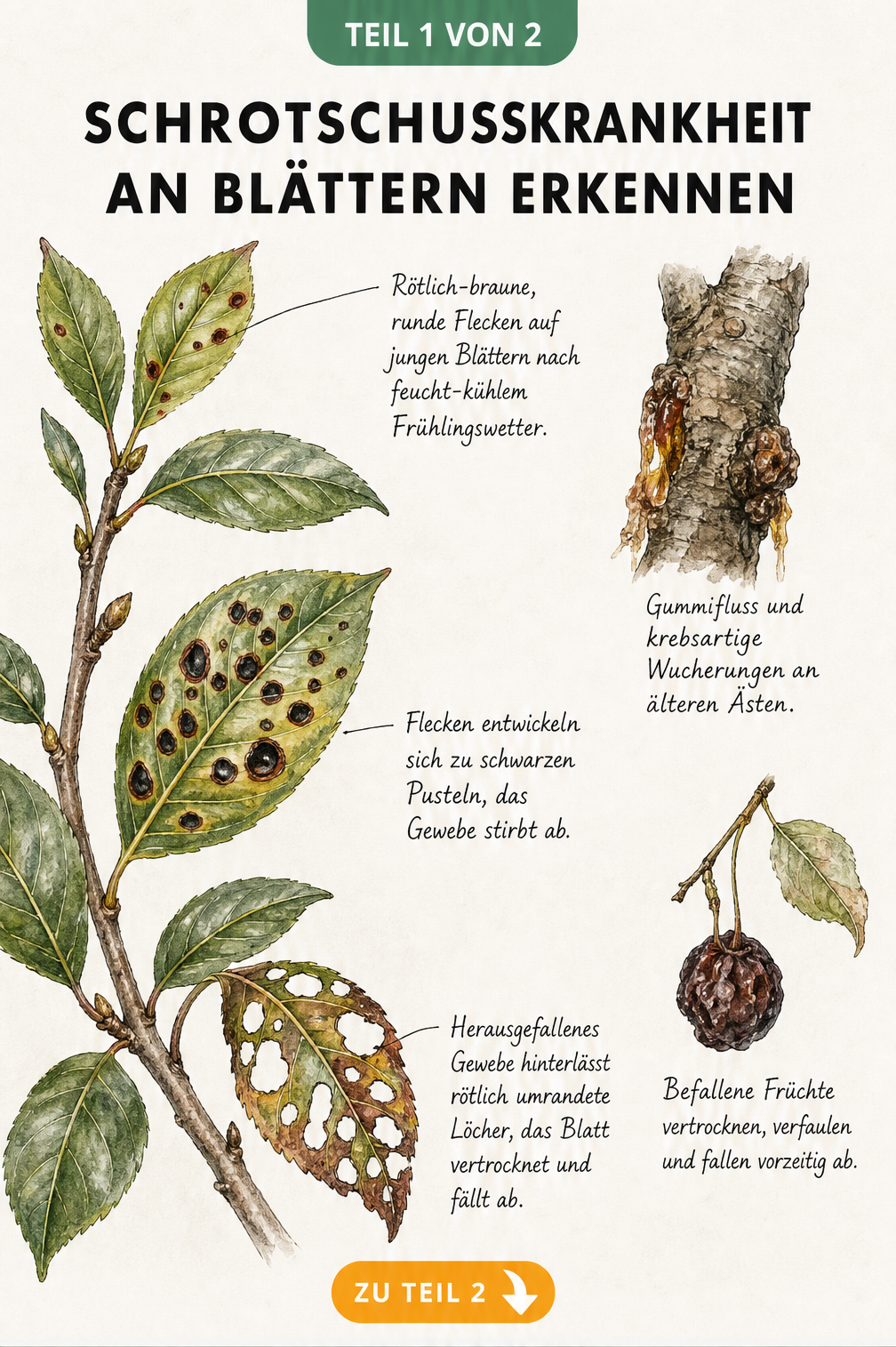 Botanische Illustration des Krankheitsverlaufs der Schrotschusskrankheit an einem Kirschzweig mit Blattflecken und Löchern