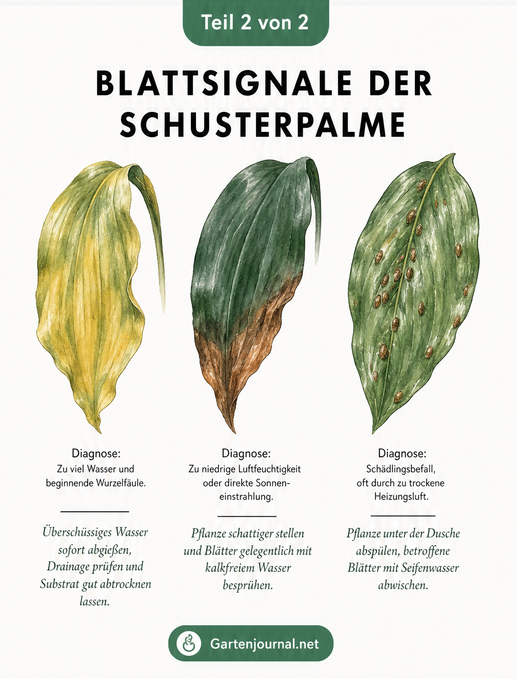 Drei Blätter der Schusterpalme mit typischen Schadbildern: gelbes, schlaffes Blatt durch Wurzelfäule, braune Blattspitze durch Trockenheit und braune Flecken...
