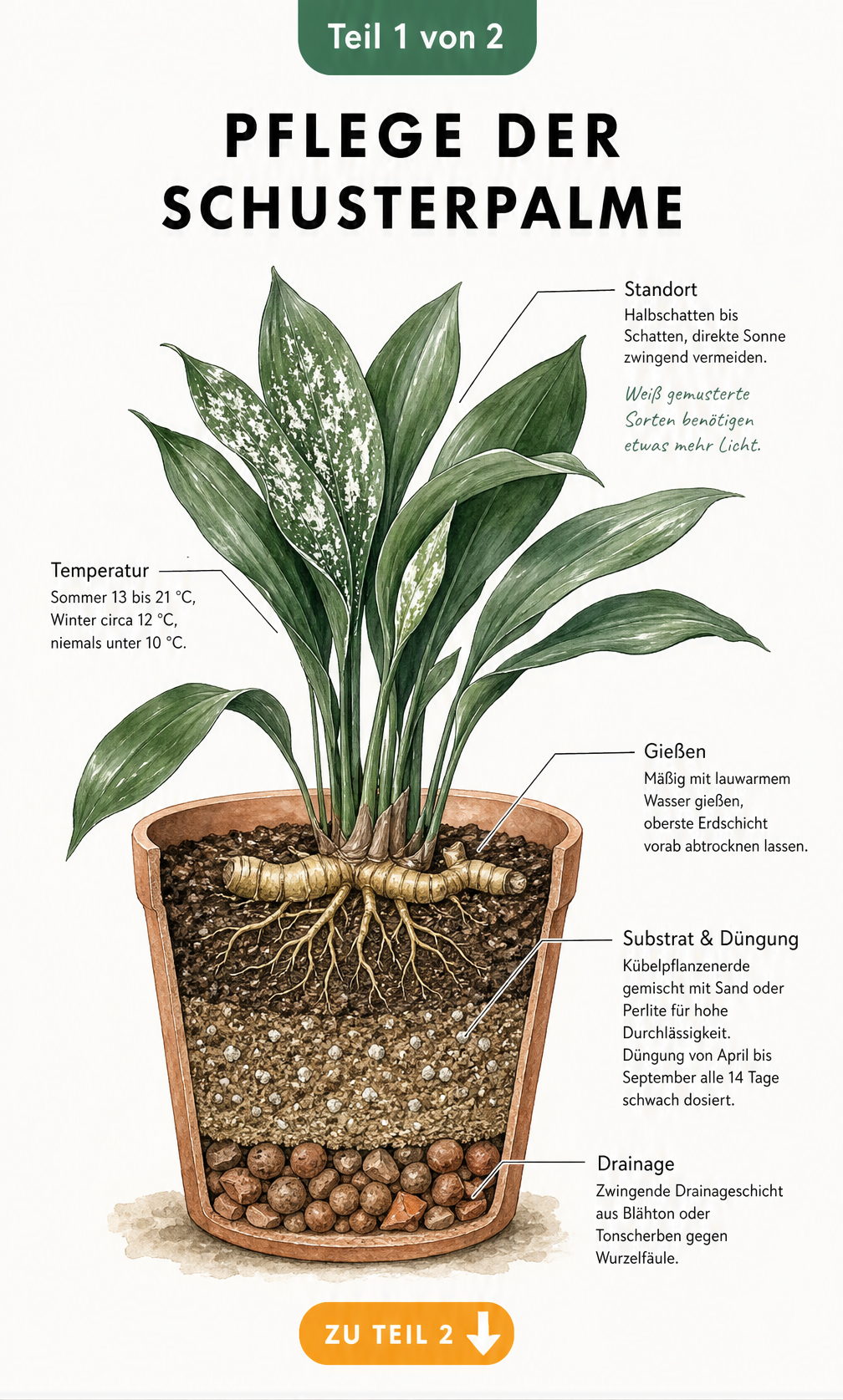 Botanische Illustration einer Schusterpalme im Terrakottatopf mit Querschnitt, der Substrat und Drainage zeigt, sowie Pflegehinweisen zu Standort, Temperatur,...