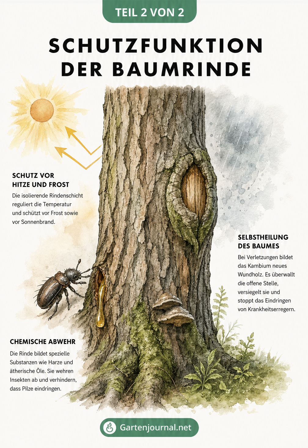 Illustration eines Baumstamms, der sich gegen Sonne, Insekten und Verletzungen schützt