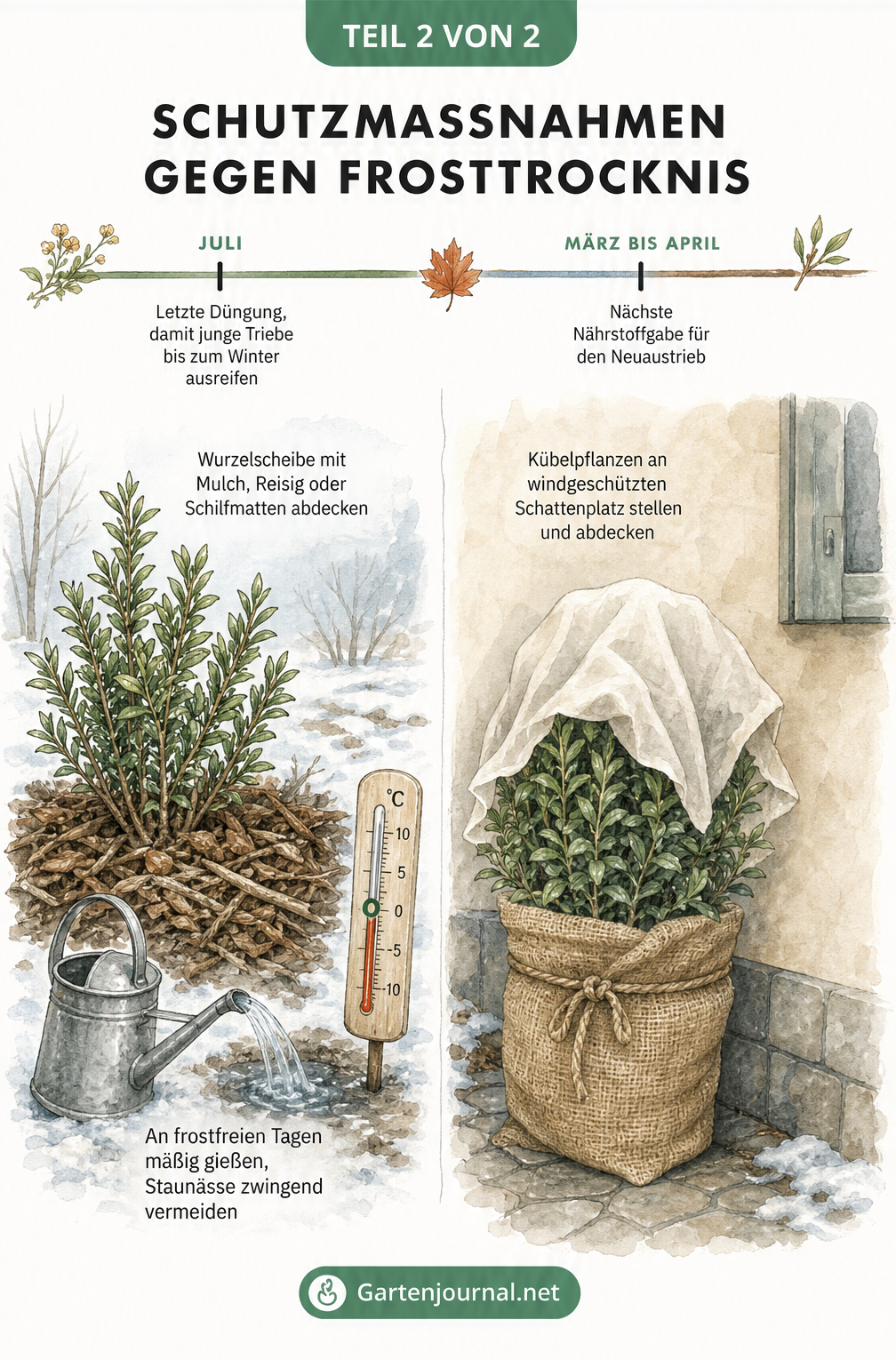 Illustration von Schutzmaßnahmen gegen Frosttrocknis bei Freiland- und Kübelpflanzen