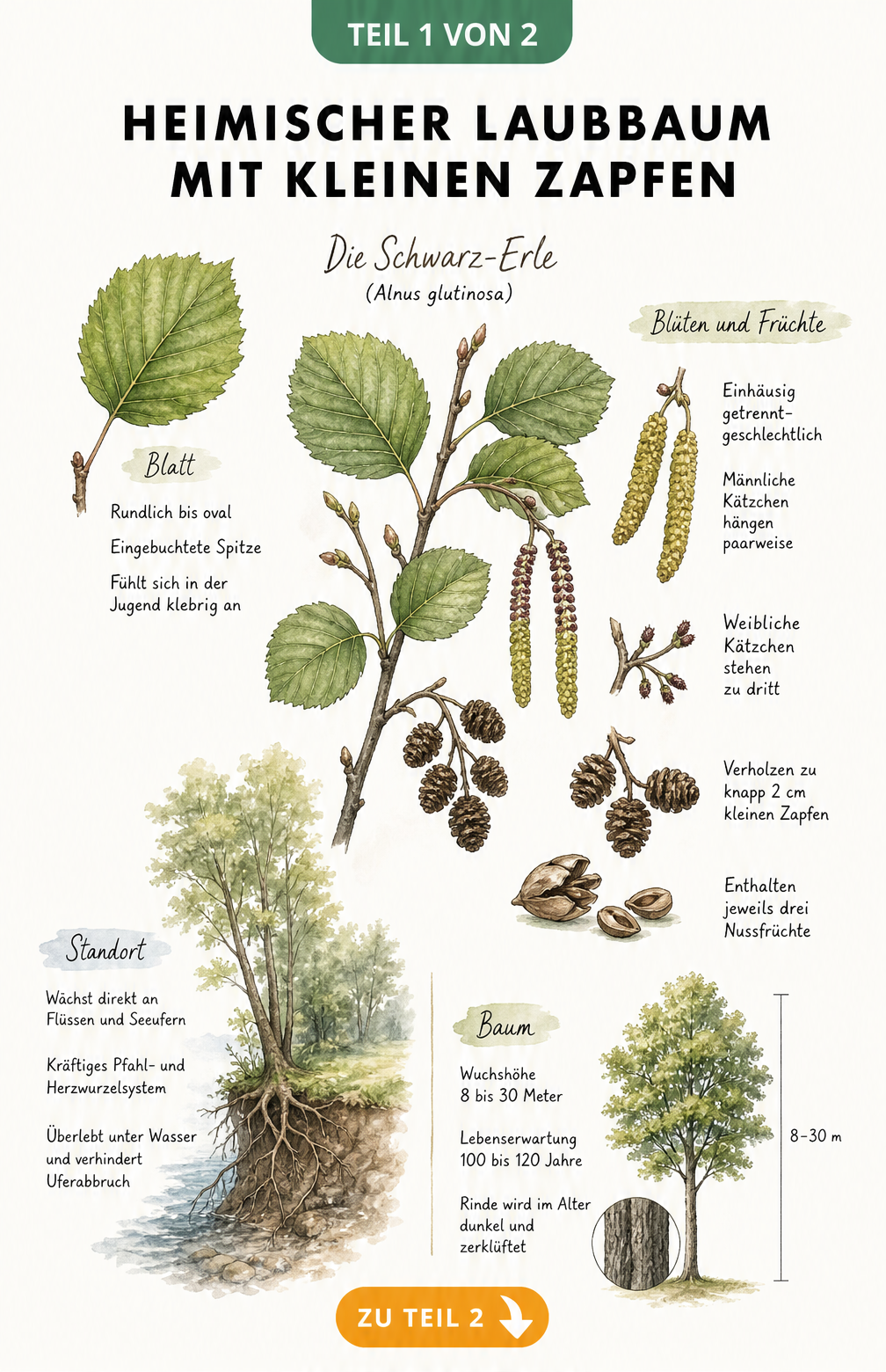 Botanische Illustration der Schwarz-Erle mit Blättern, Blüten, Zapfen und Wurzeln