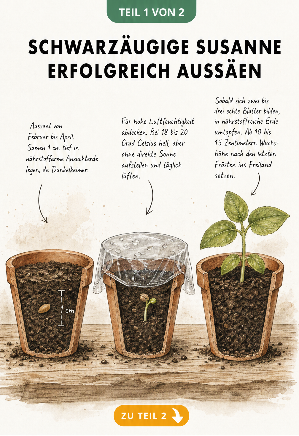 Illustration der Aussaat der Schwarzäugigen Susanne in drei Schritten: Samenkorn in Erde, abgedeckter Topf zur Keimung und pikiertem Sämling.