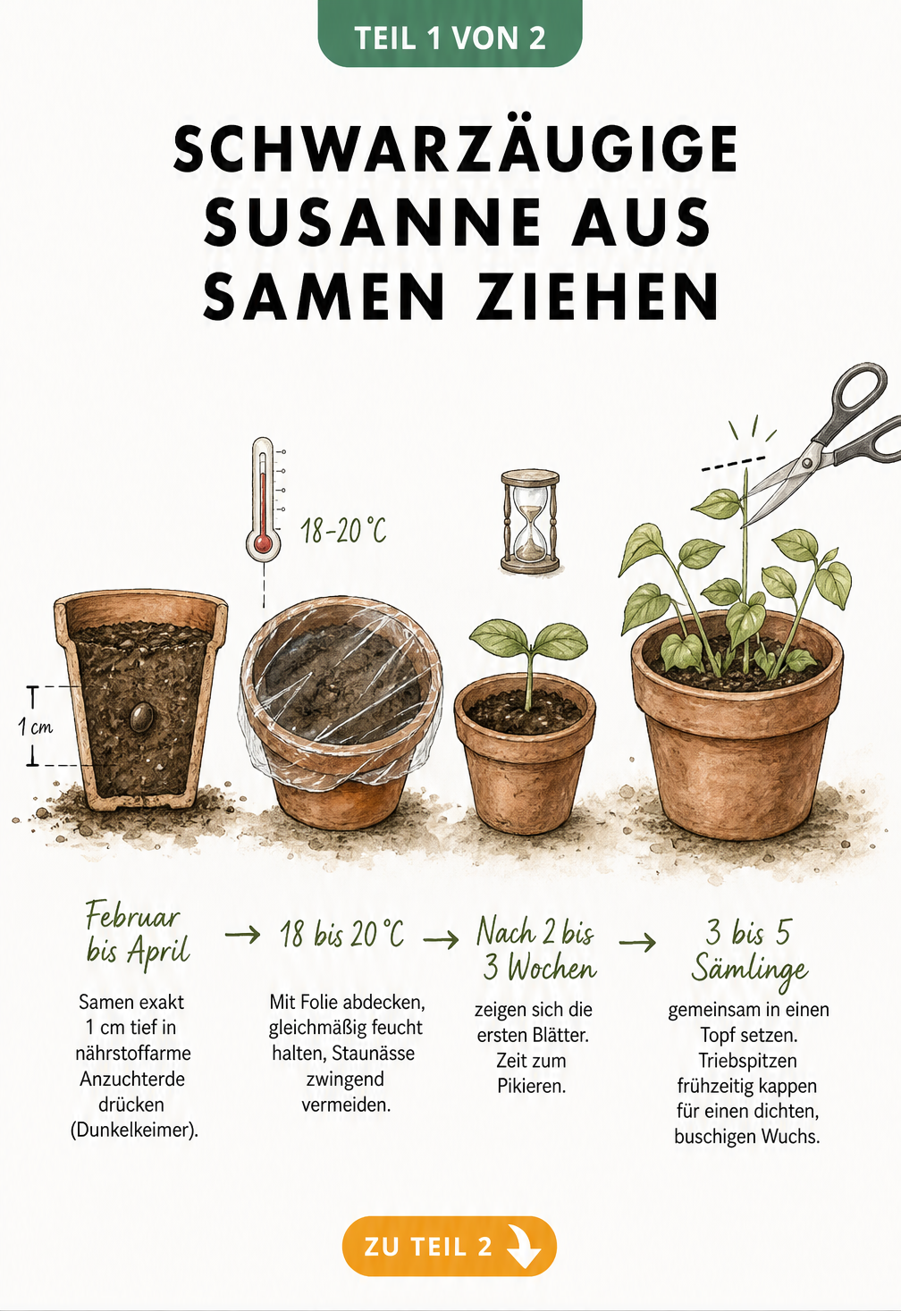 Illustration zur Aussaat der Schwarzäugigen Susanne: Samen in Anzuchterde, Keimling unter Folie und pikierte Jungpflanzen im Topf.