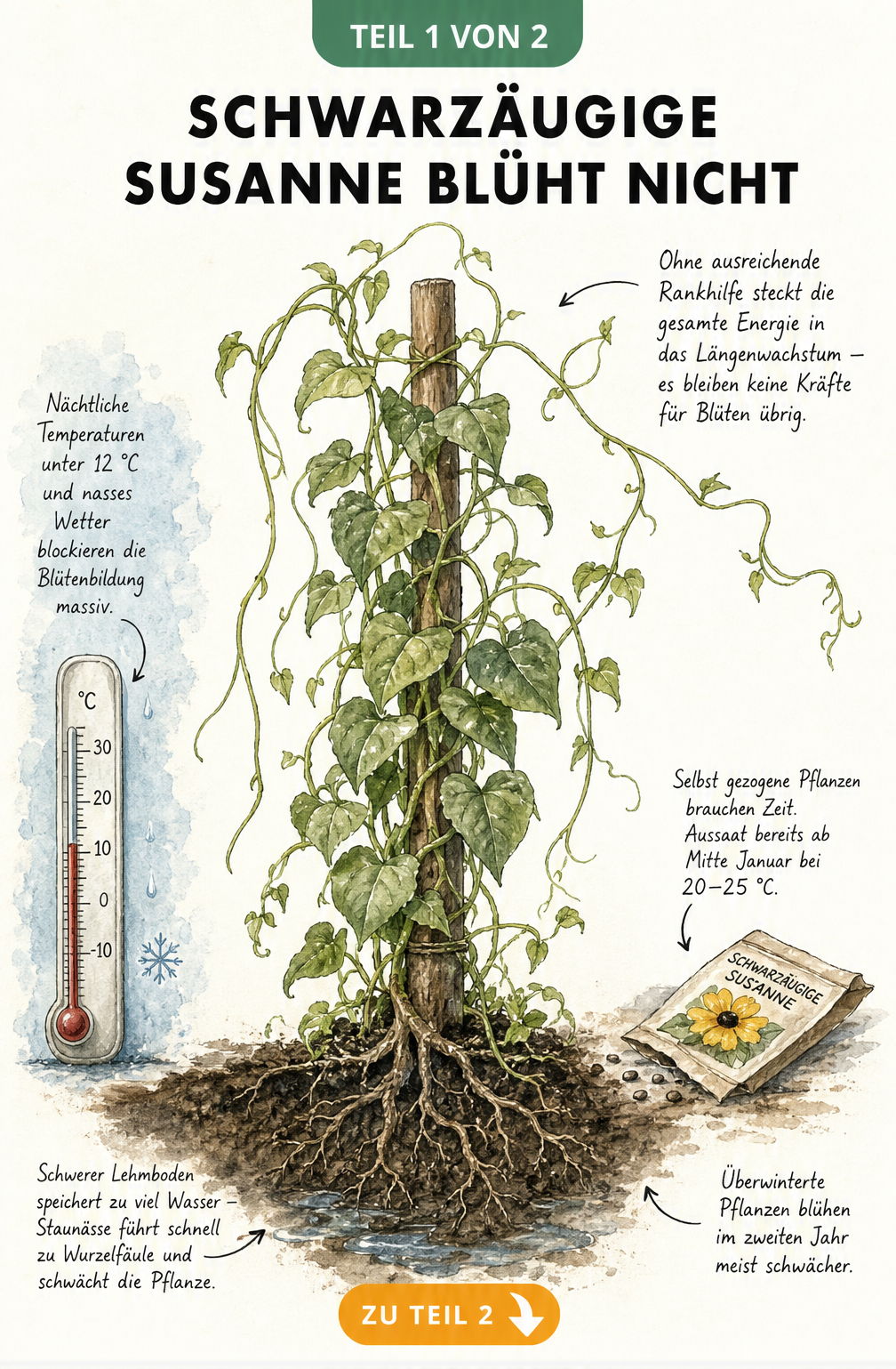Botanische Illustration einer blütenlosen Schwarzäugigen Susanne mit zu kurzer Rankhilfe, Thermometer unter 12 Grad und Staunässe im Boden.